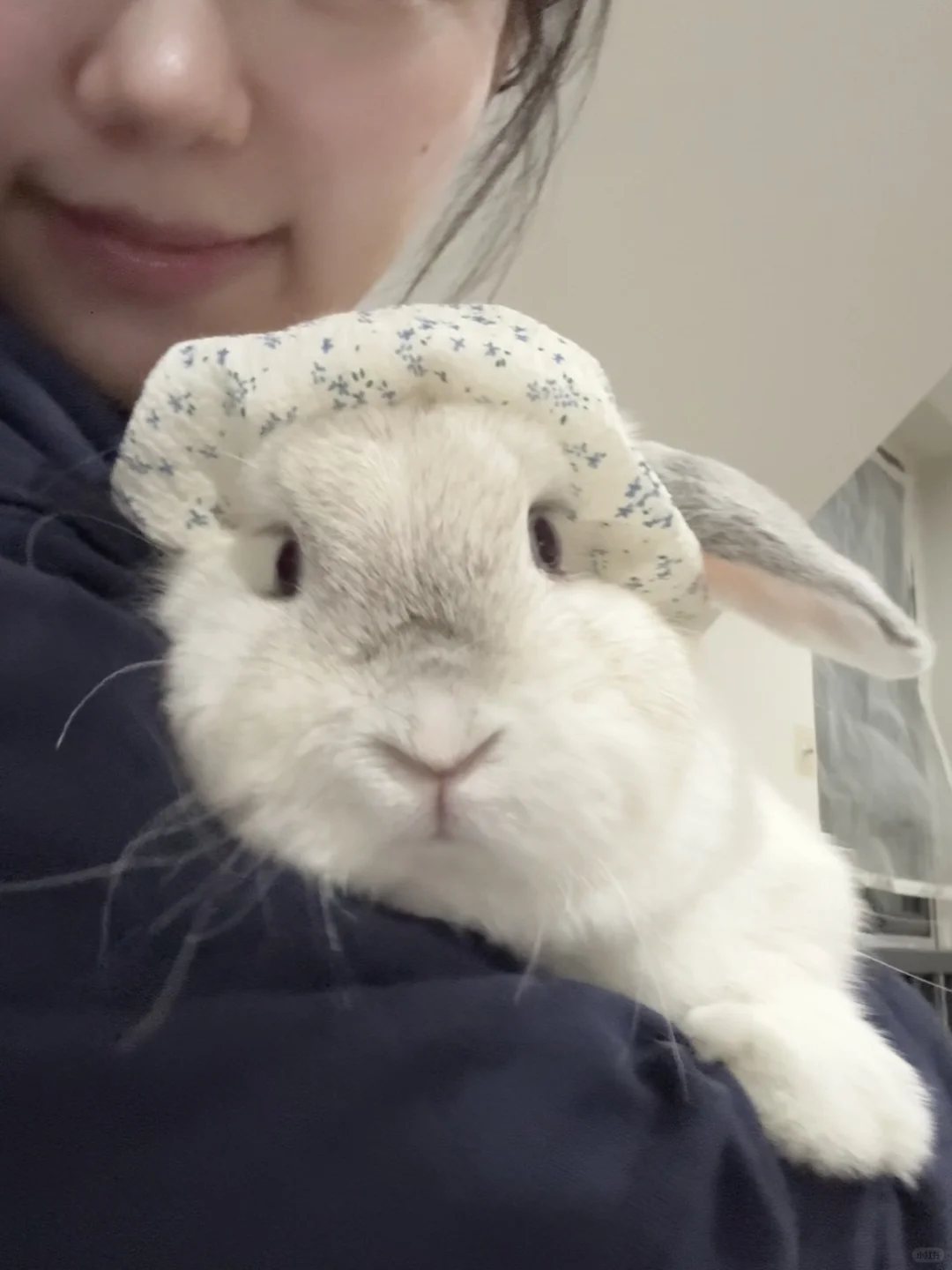 撒娇女兔最好命