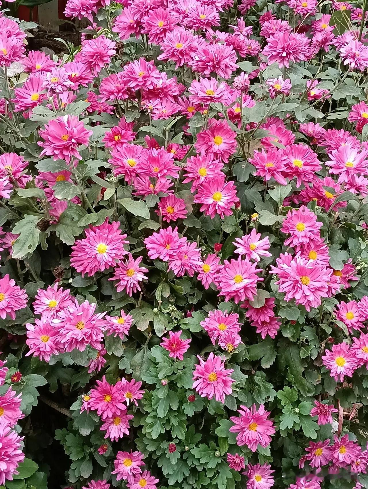 茂盛的菊花