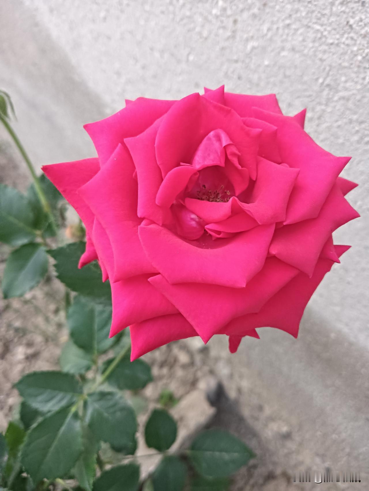 粉嫩玫瑰，那是大自然馈赠的浪漫礼物。在花园里，它们宛如娇羞少女，花瓣层层叠叠，粉