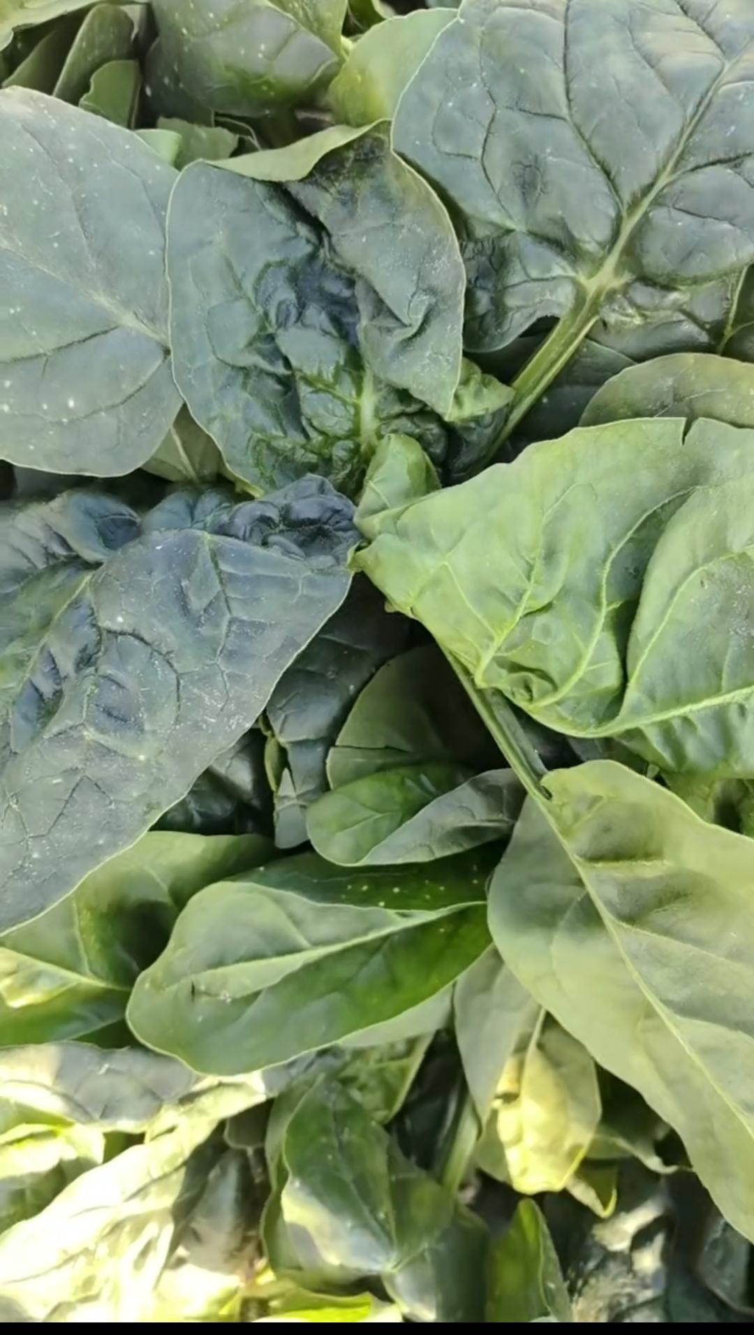 今年的菠菜价格普遍高。是我穷了吃不起了？还是享受农民辛苦种的便宜菜习惯了？菠菜价