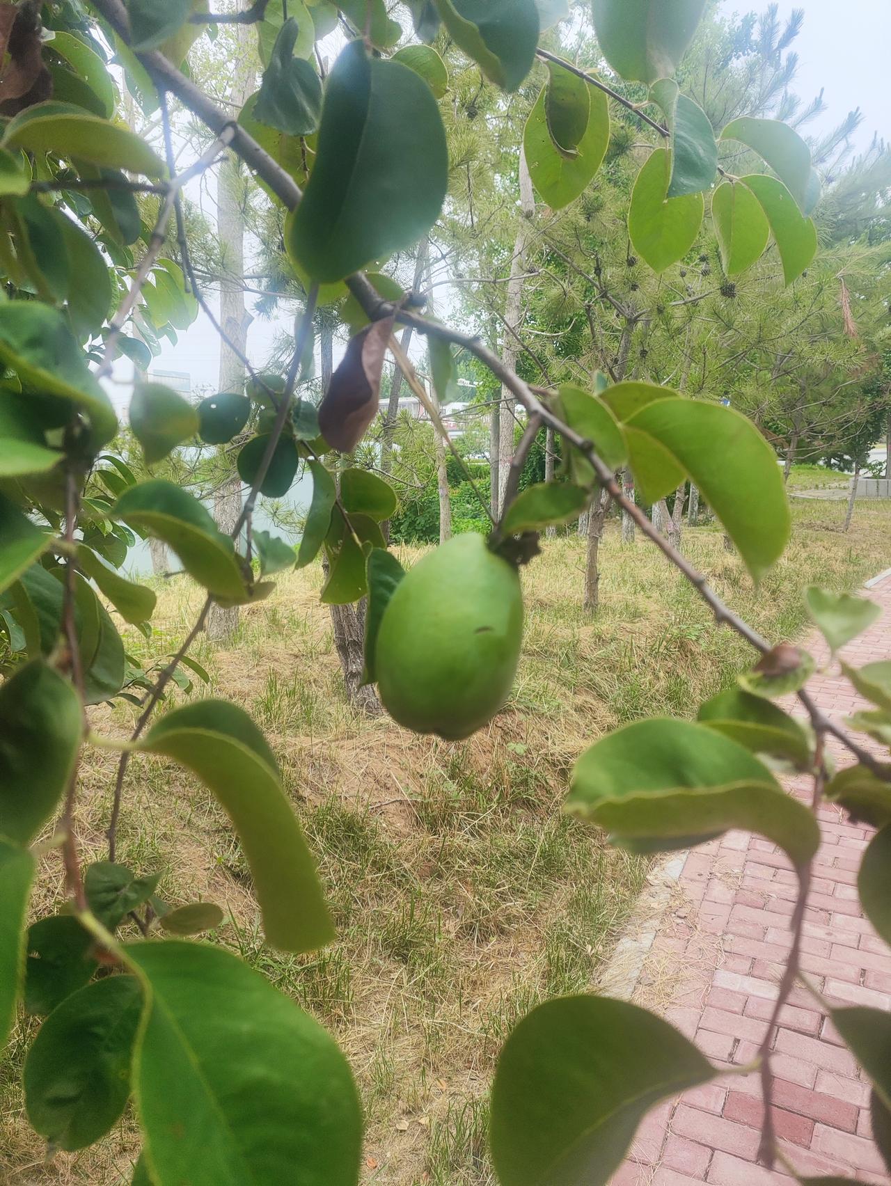 夏日生活打卡季今天我为我的孩子祈福！愿我的儿子：承乾坤之正气，立天地之威仪。遇事