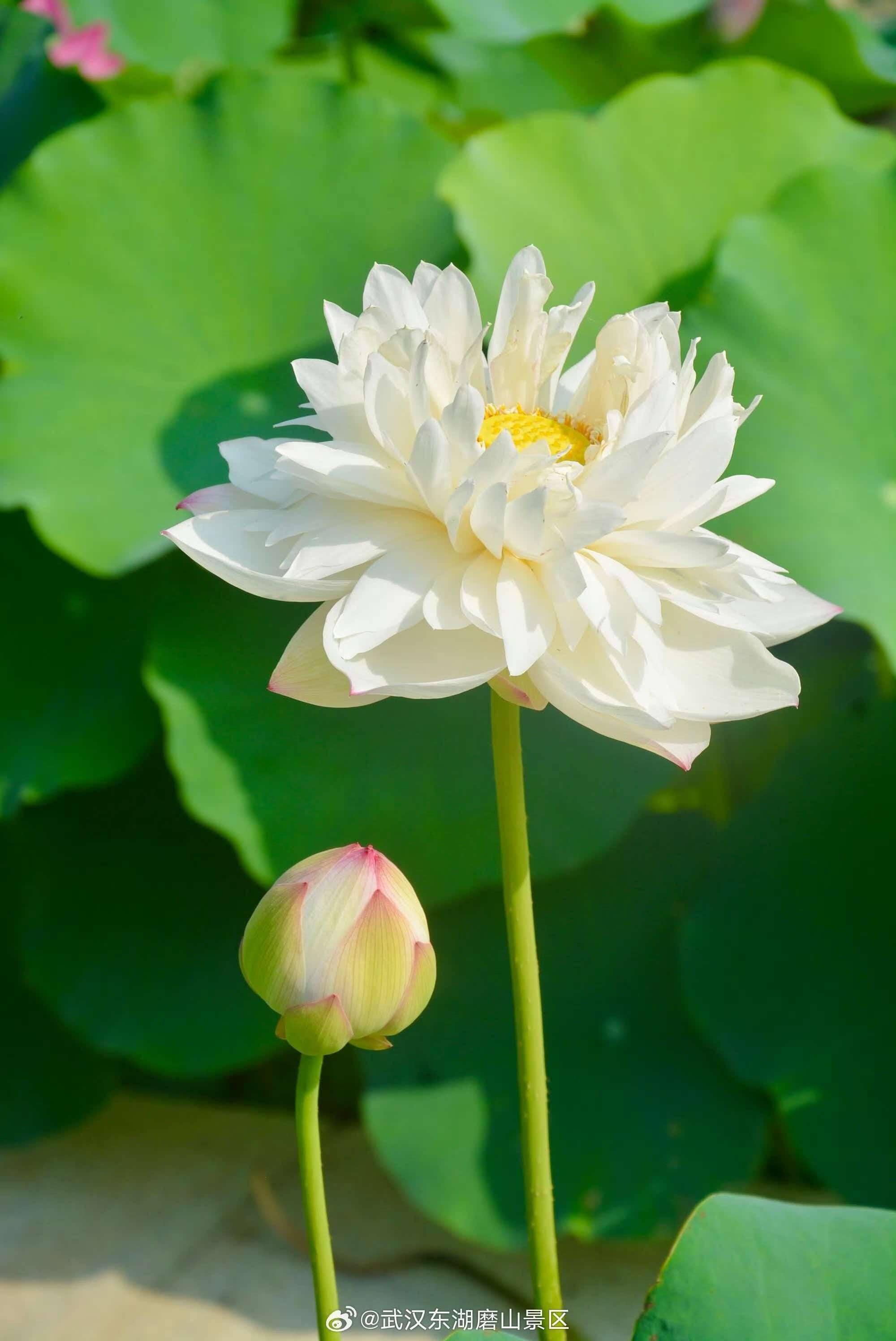 东湖荷园盛花期上线！各类珍稀荷花次第绽放，层层重瓣饱满雅致，荷塘边长枪短炮云集，