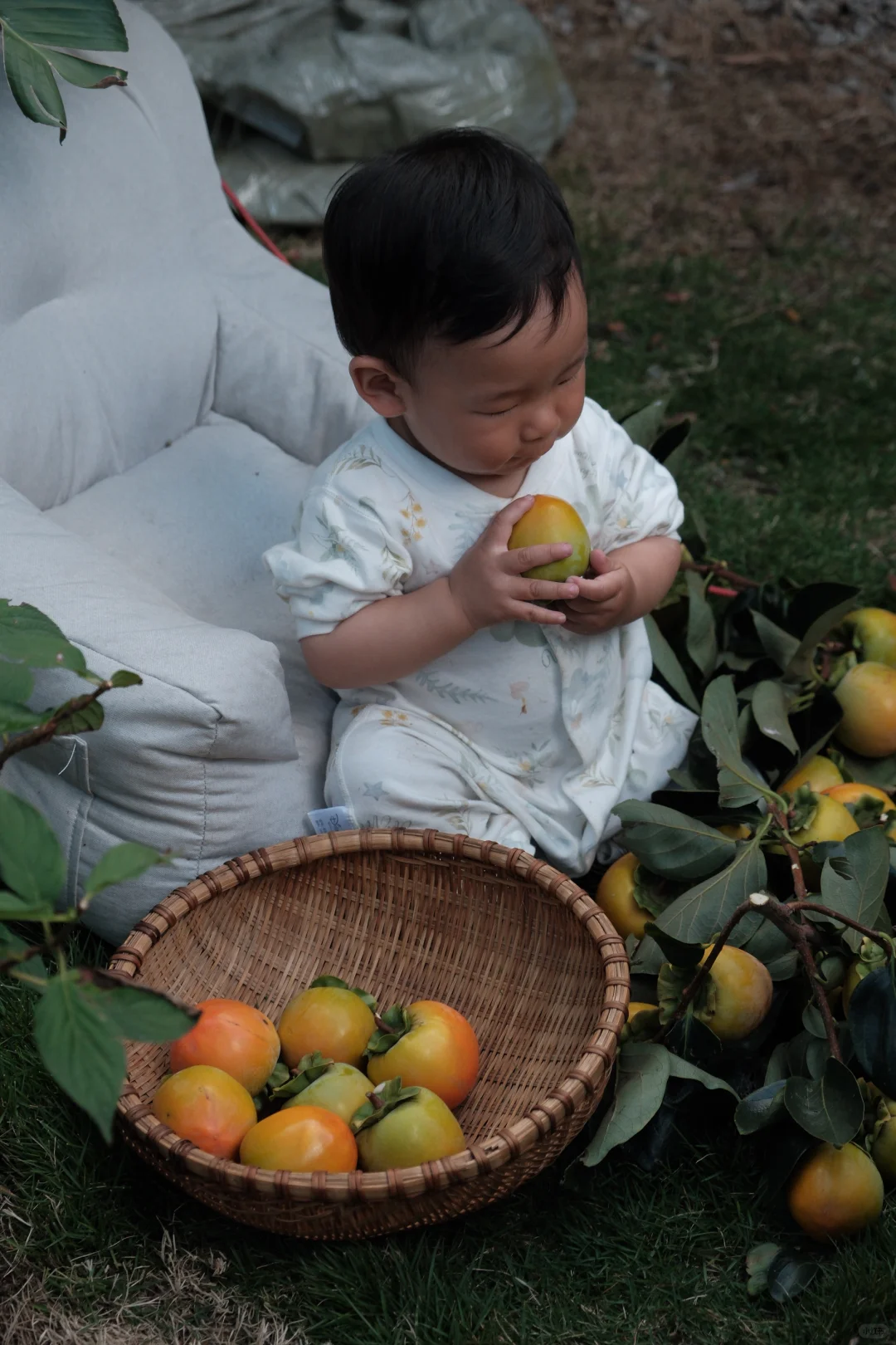 柿子熟了｜快来摘（免费）