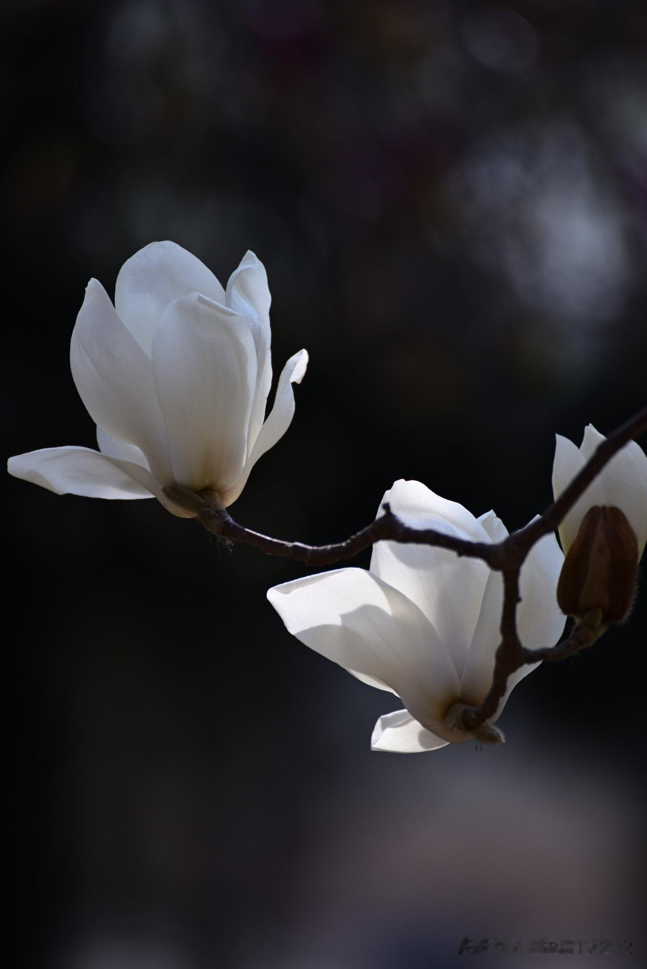 玉兰花开(之九)——春寒尙在，玉兰已擎起一朵朵洁白、紫红、淡粉、微黄的花儿。无需