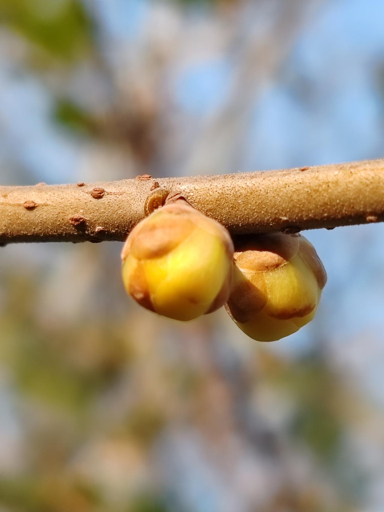 晒图笔记大赛寻寒冬之美。