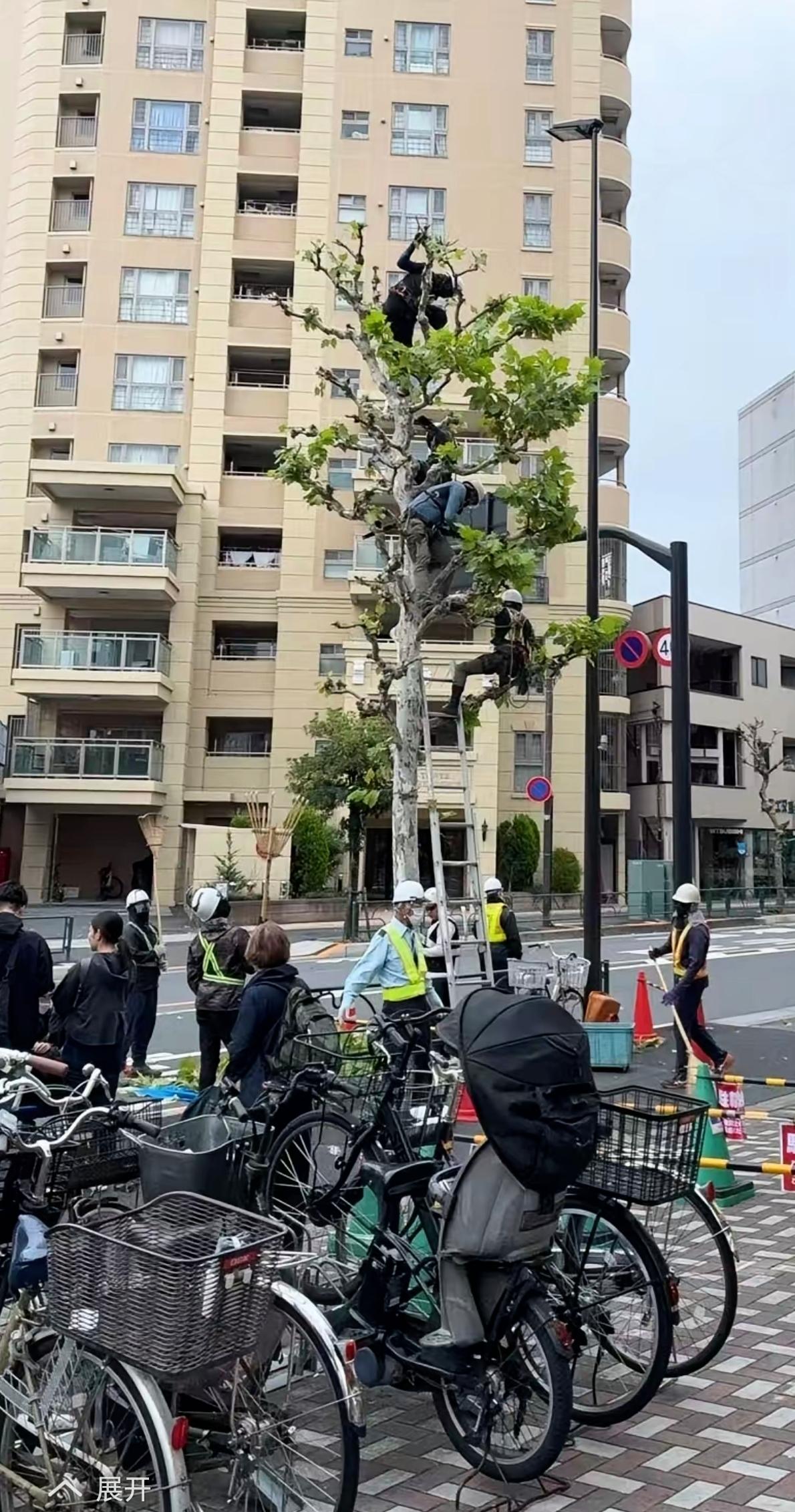 终于懂日本为啥总喊缺人了！超市门口剪棵树，树上4个人、树下6个人围着转，3个人能