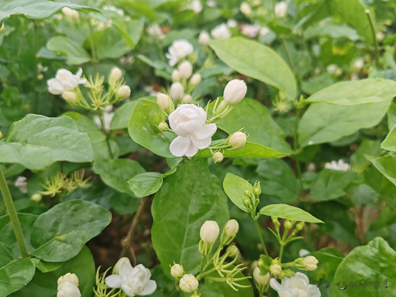 乡村赏花地最想去的就是广西南宁横州市，在茉莉花丛中感受花香，跌入花丛中的美！看看