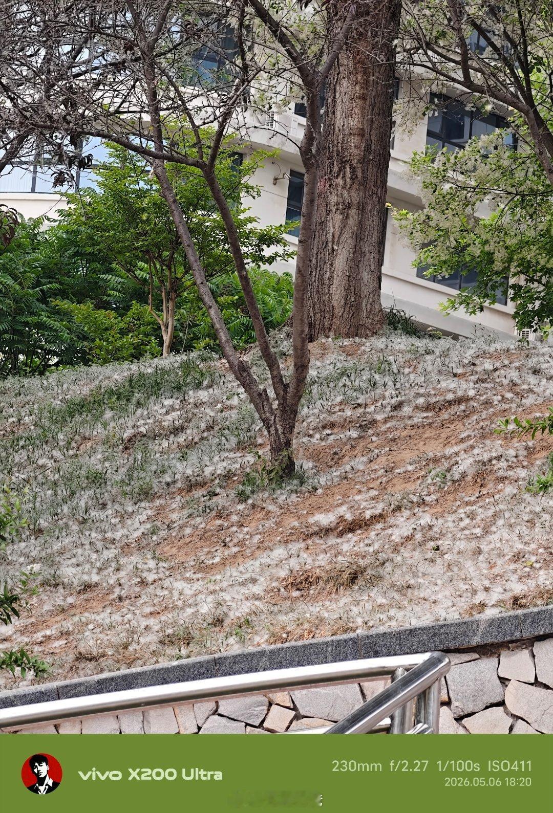 哪儿哪儿都是飞絮，能不能来场暴风雨呢充电奶爸大v聊车