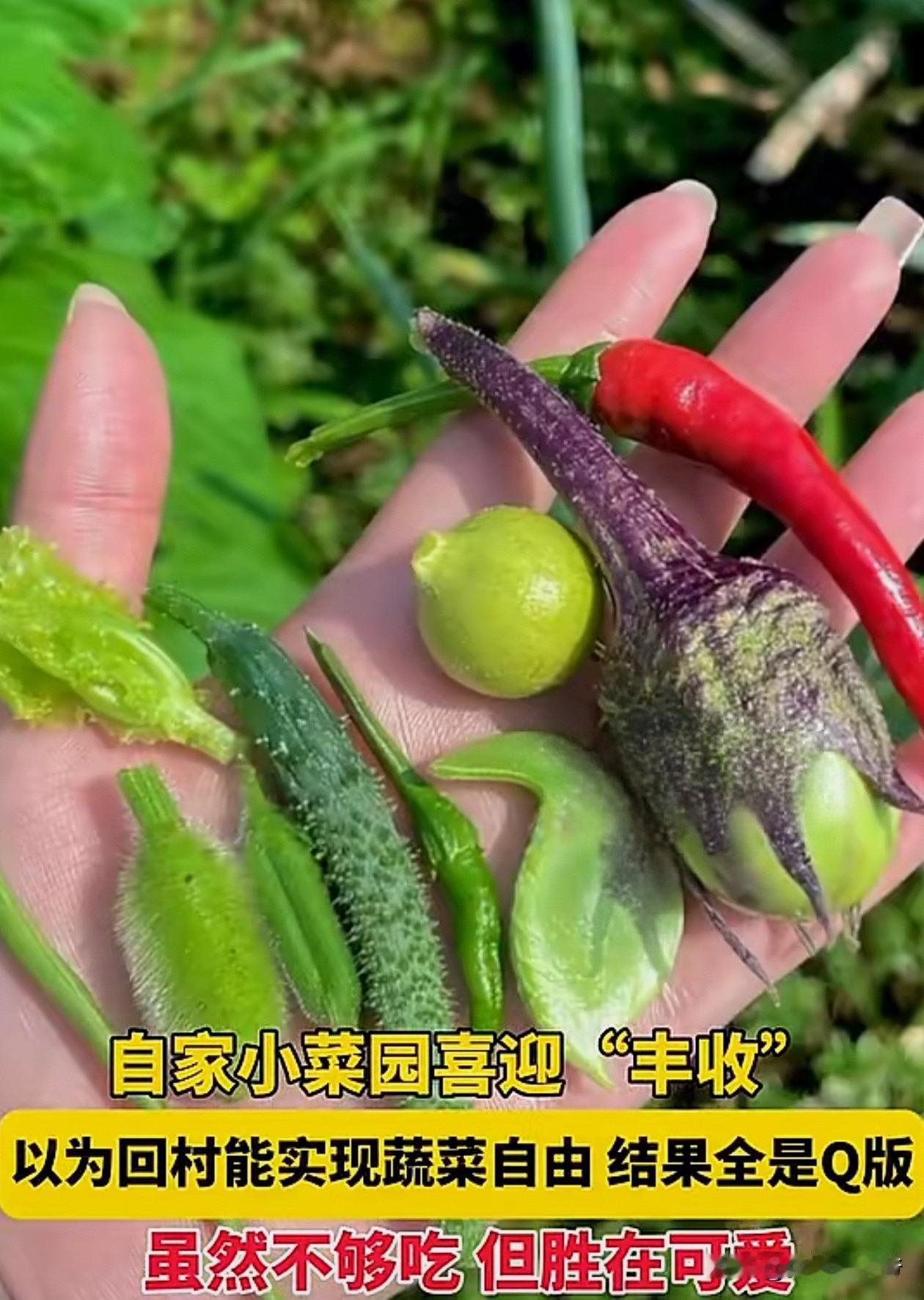 看到一位黑龙江的网友在老家种菜，蔬菜是长出来了，本以为是个大丰收，结果就是迷你版