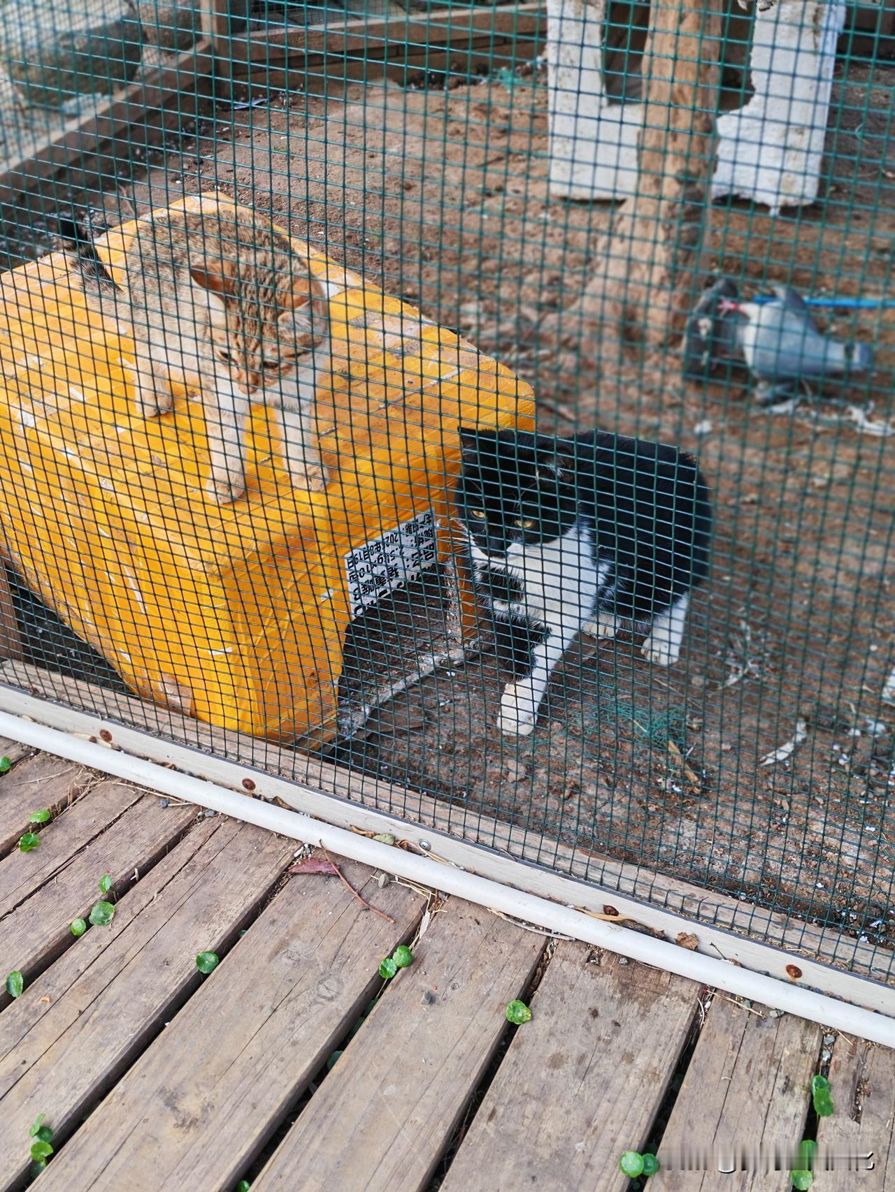 如何看待315曝光的漂白鸡爪事件只要危害健康，危害食品安全问题的，老百姓心里有杆