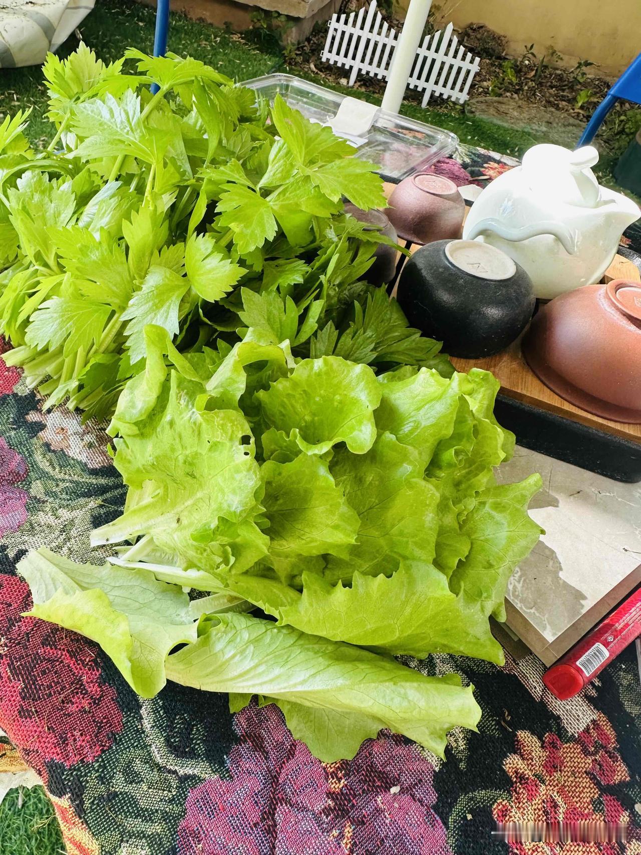 昨天一场雨我种的生菜叶子都打的断的断，歪的歪。
掐了一把生菜待会蘸酱吃。
芹菜也