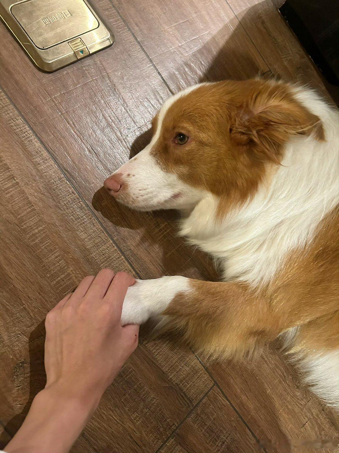 将永远宝着我家猫猫狗狗。我的幸福小家🥰🤲🏻 ​​​