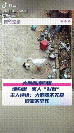河南周口一女子办完事回家，发现自家大鹅死了！她以为家里进了贼，结果查看监控后，却