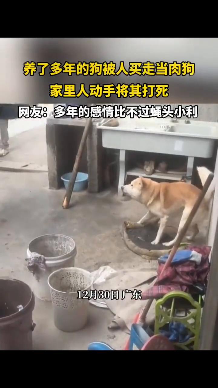 养了多年的狗被人买走当肉狗，家里人动手将其打死。网友：多年的感情比不过蝇头小利。