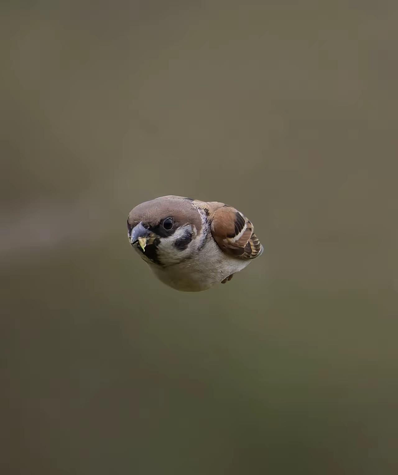 今天迷信一把！
拿这只威风的小麻鸟！
冲冲喜！