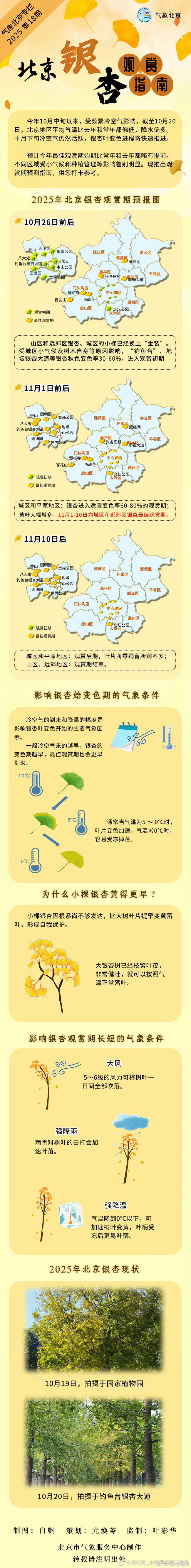 【#北京银杏观赏预报指南#】又到一年银杏璀璨时！不同区域变色情况受小气候环境影响