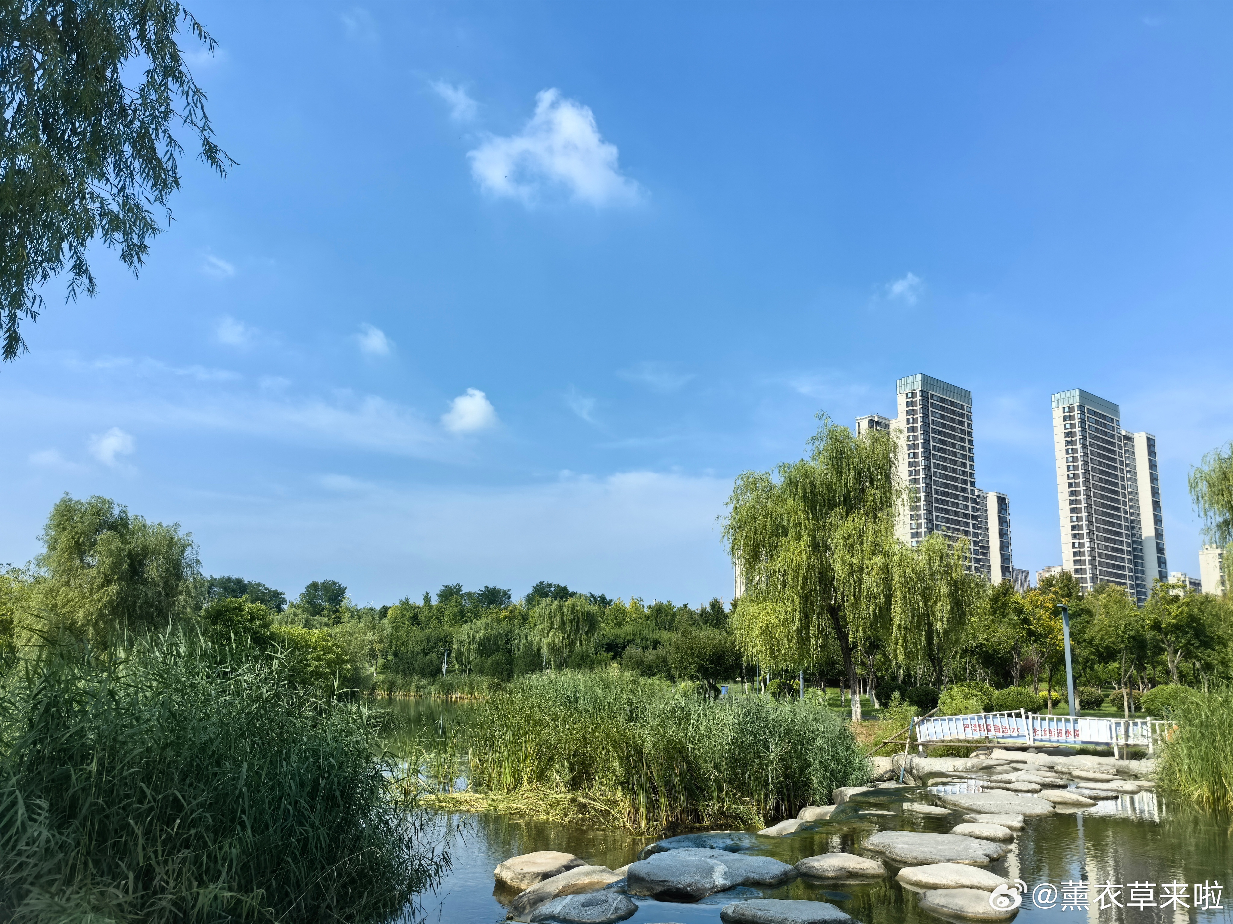 随手拍美景 荣儿的日常 避开闹市人潮，寻这片临水绿意，平淡生活里，藏着无声的治愈
