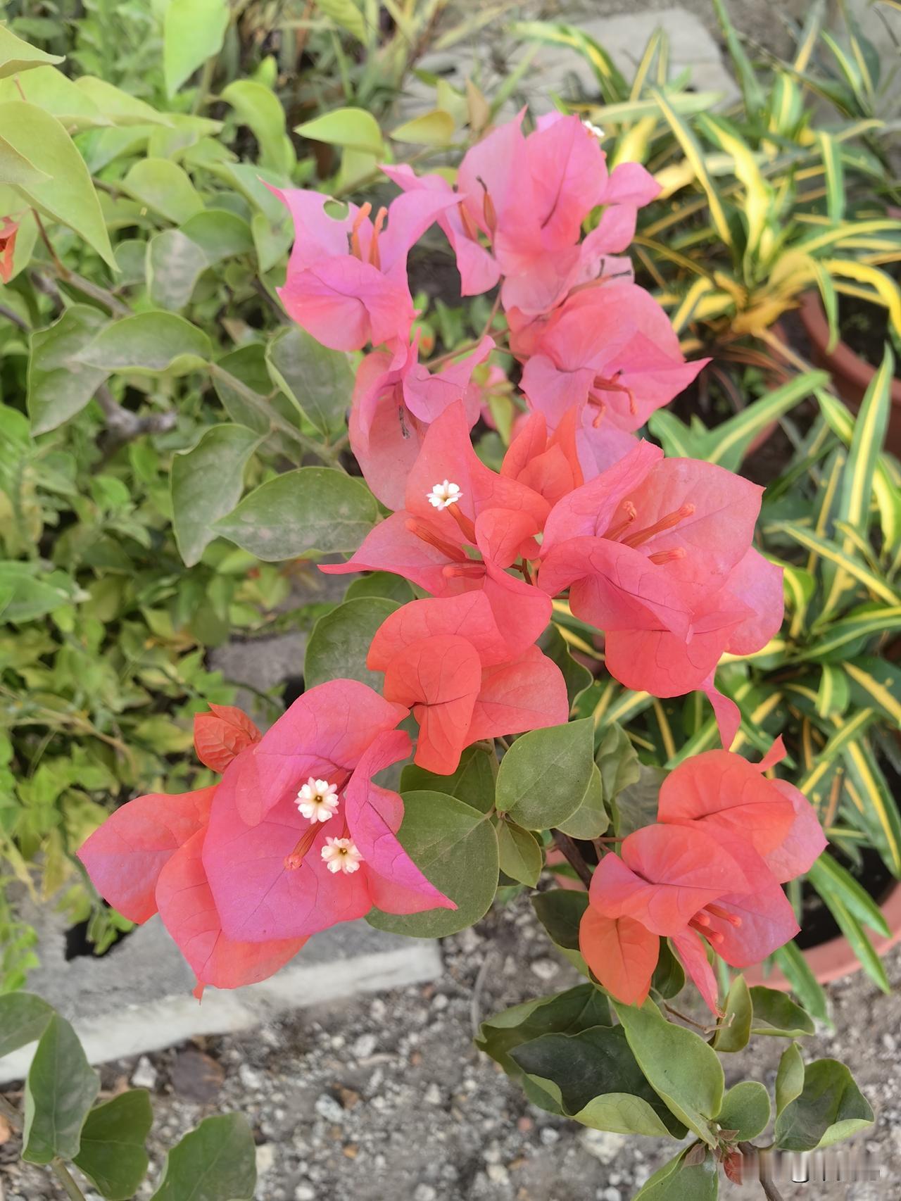 人好像总在往后看。

上高中了，觉得初中真好。
进大学了，又想念高中。
等工作了