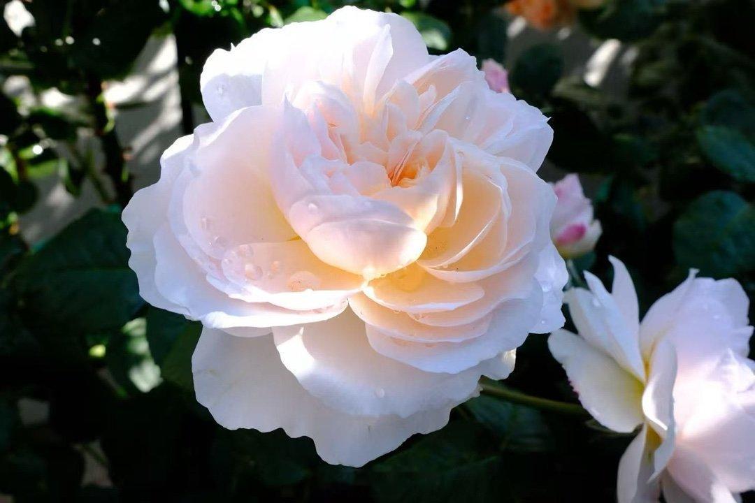 还是乖妈的🌹 