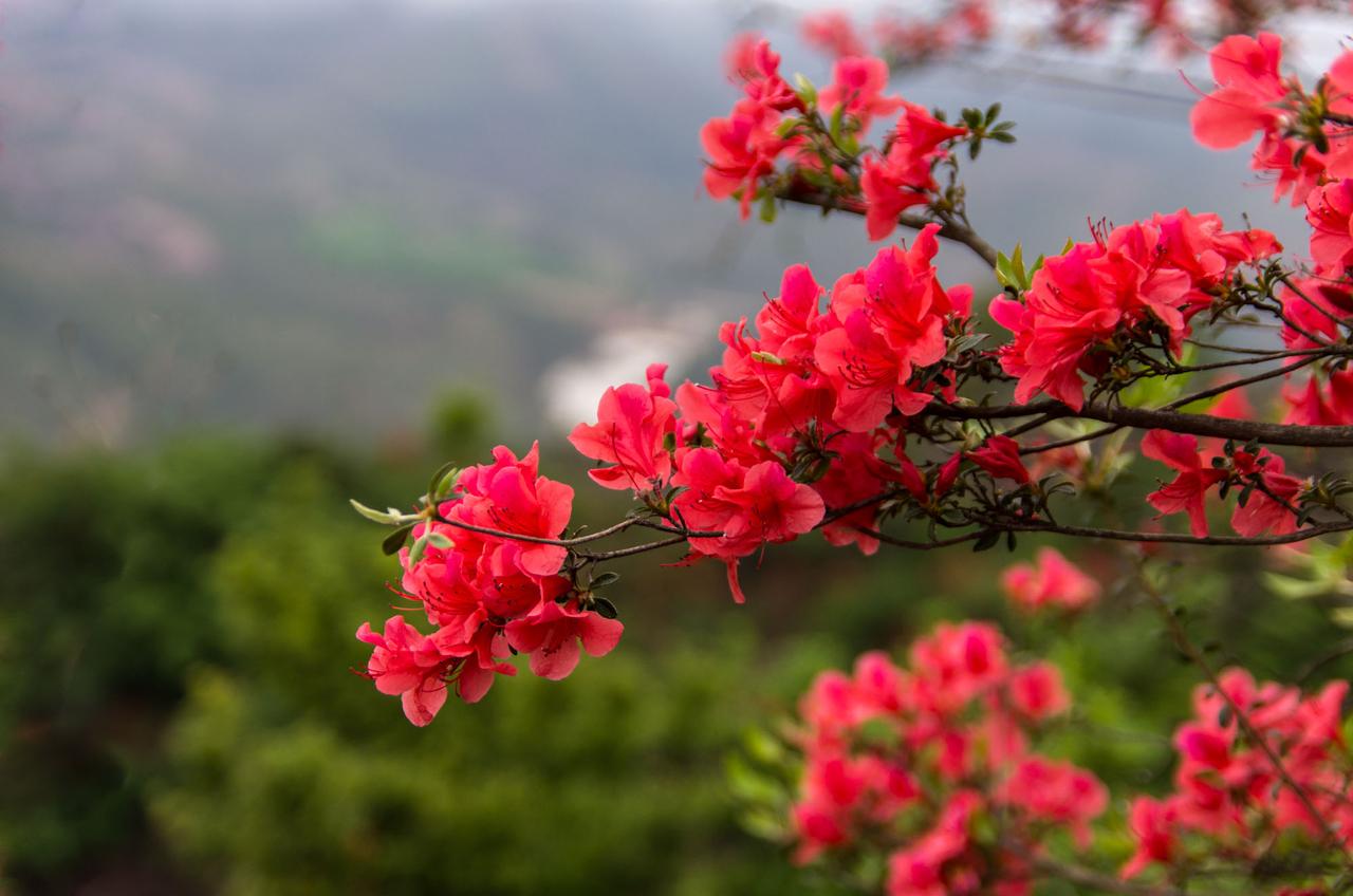 周一大A顽强收红，周二需留意板块轮动节奏！
回顾周一的大A表现，三大指数均呈现低