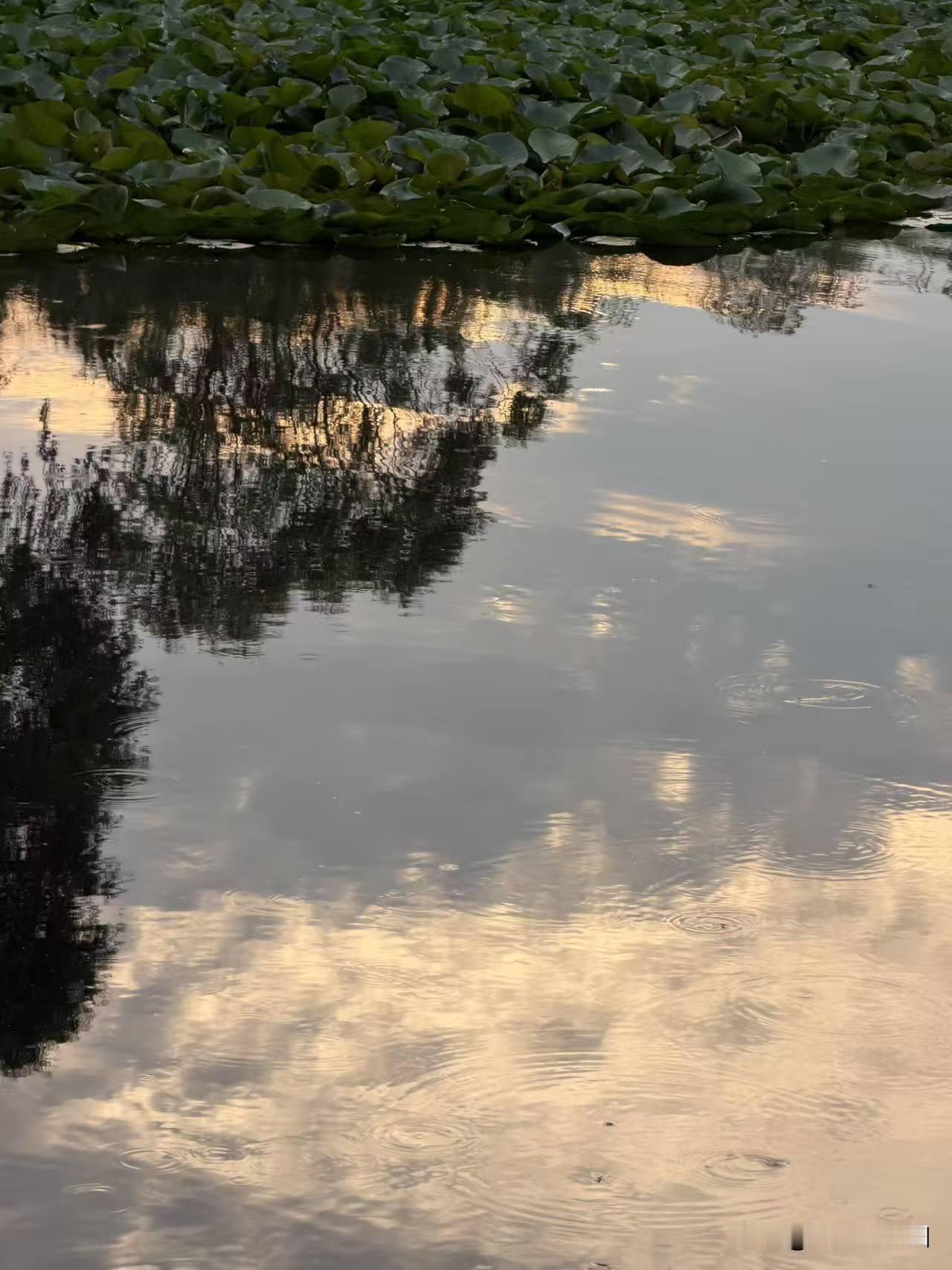 卜算子·湖境碧云空

湖境碧云空，山色清如始。芦岸丛丛六月风，鸟影鱼波里。

垂