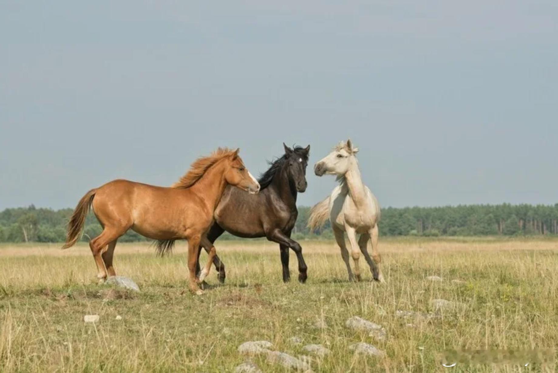 研究：马能“嗅出”人类恐惧感 海外新鲜事 恐惧感也能“被闻到”？法国动物研究显示