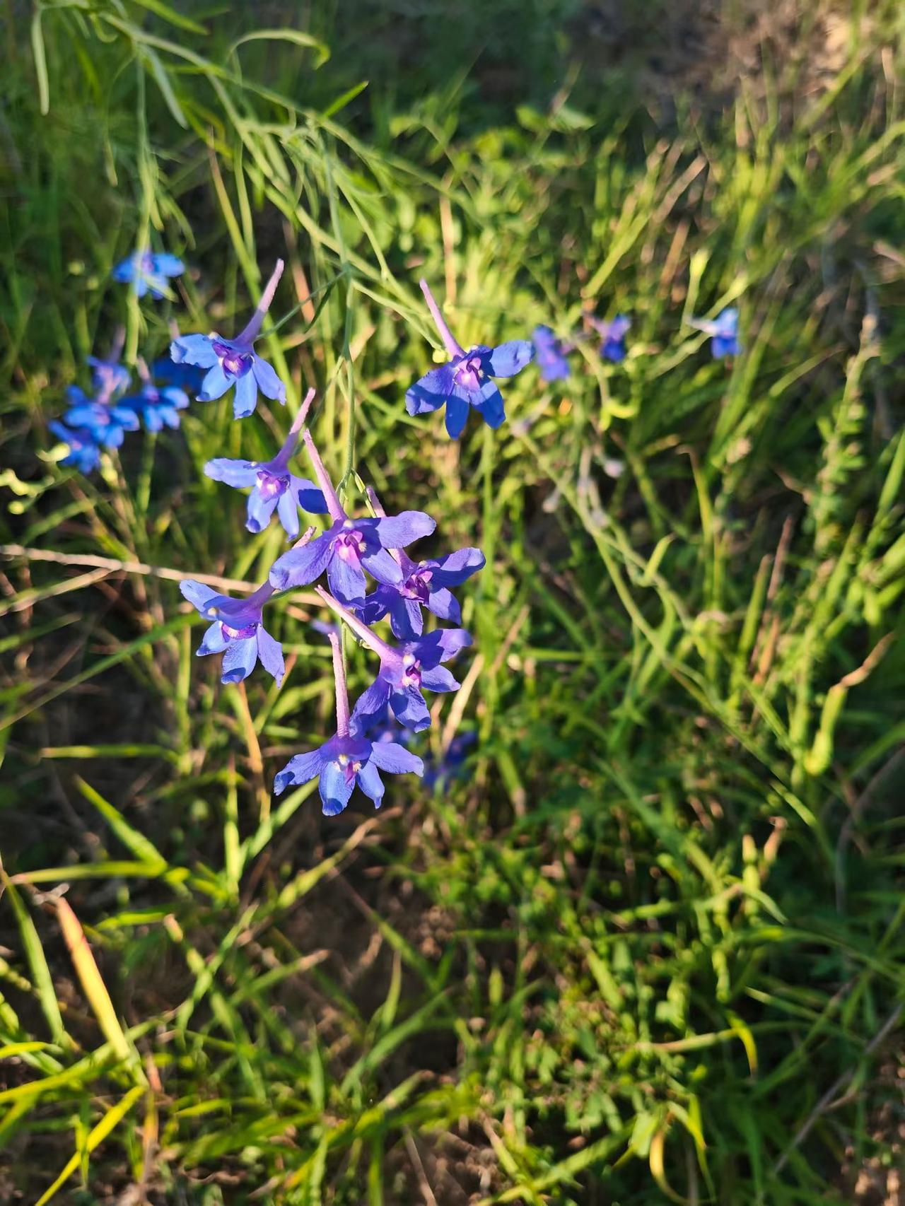 漂亮的花花