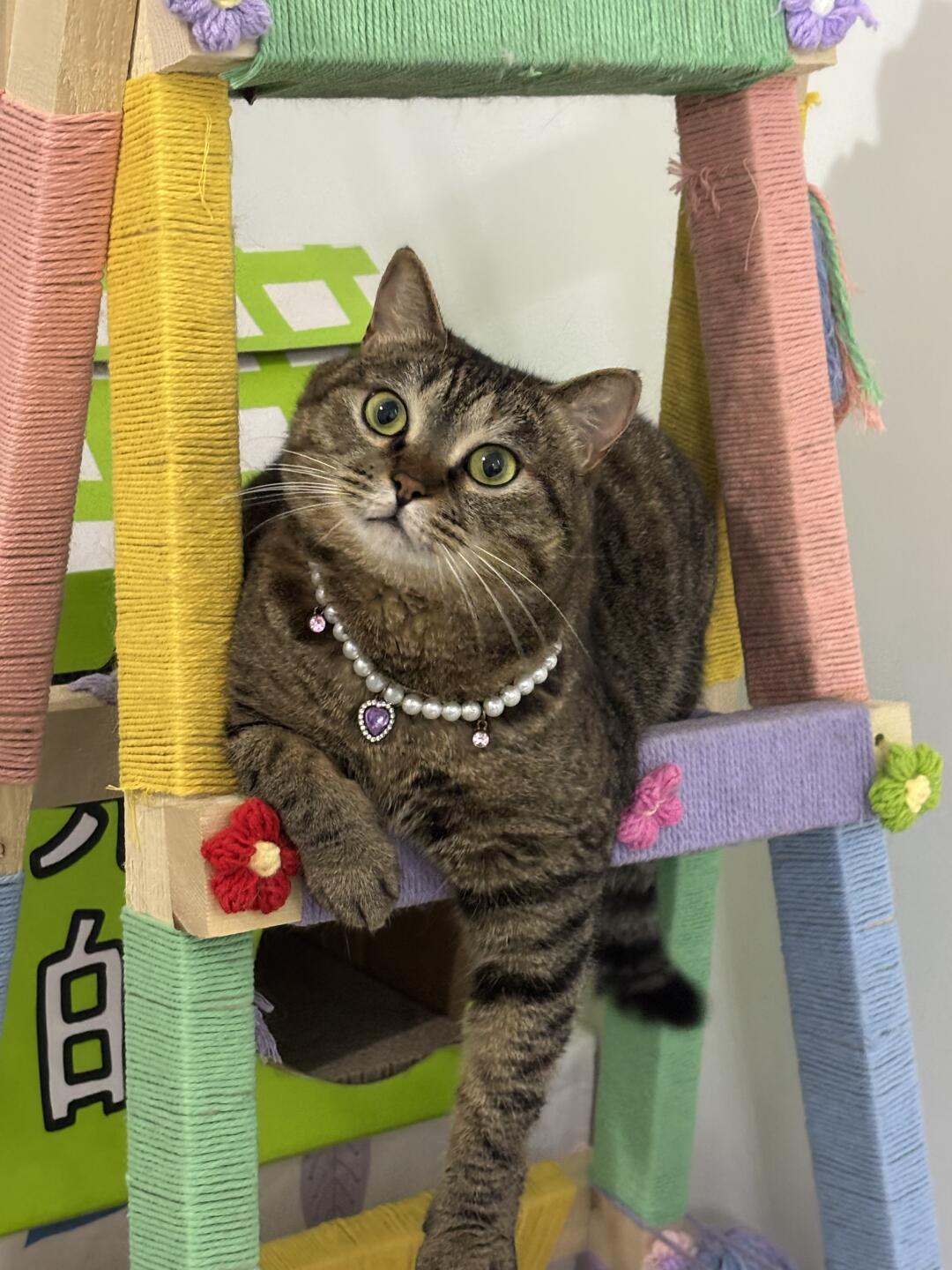五一不带小猫出门的后果