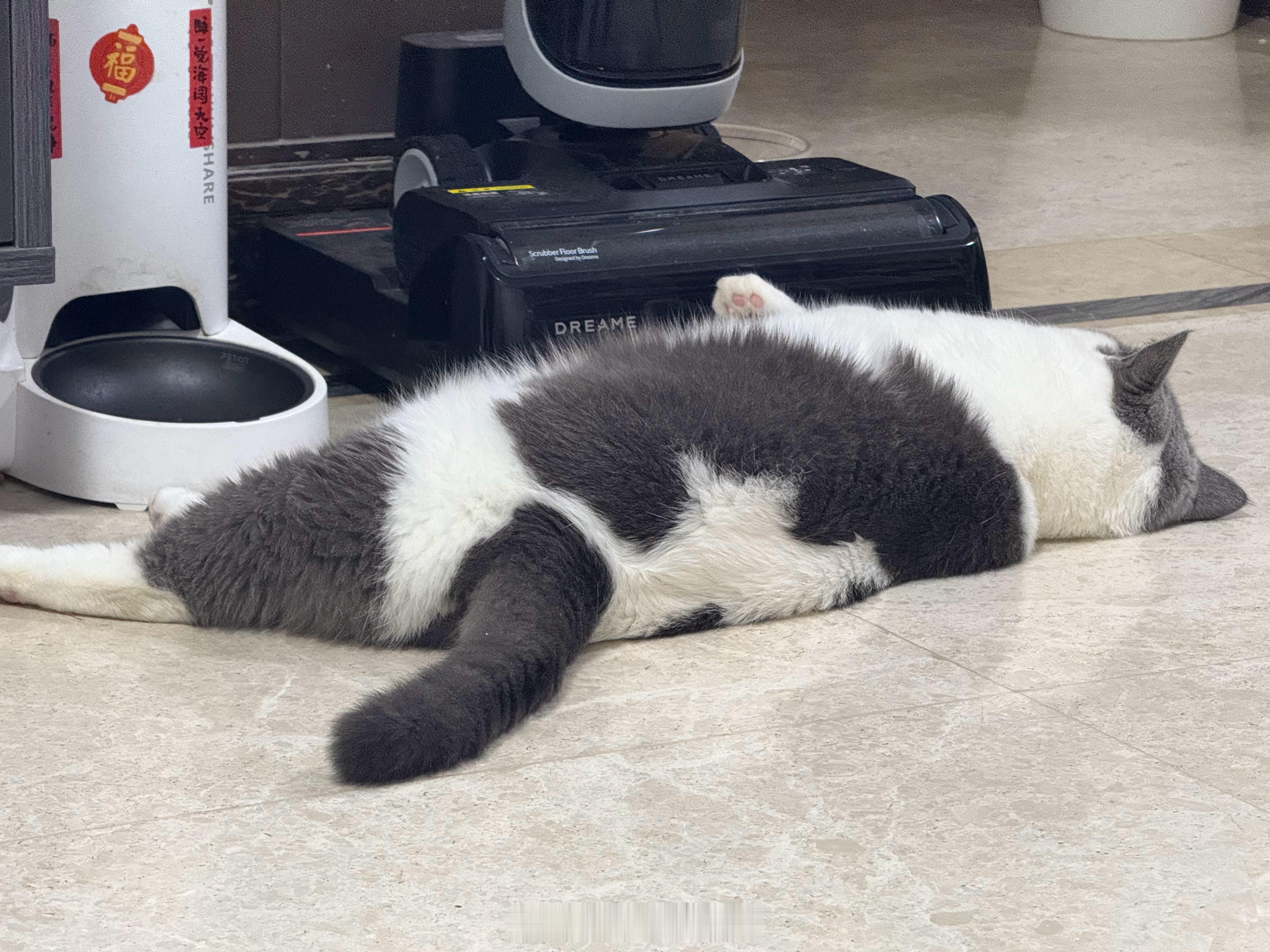 在等猫粮的猫猫。直接躺下睡着了。 ​​​