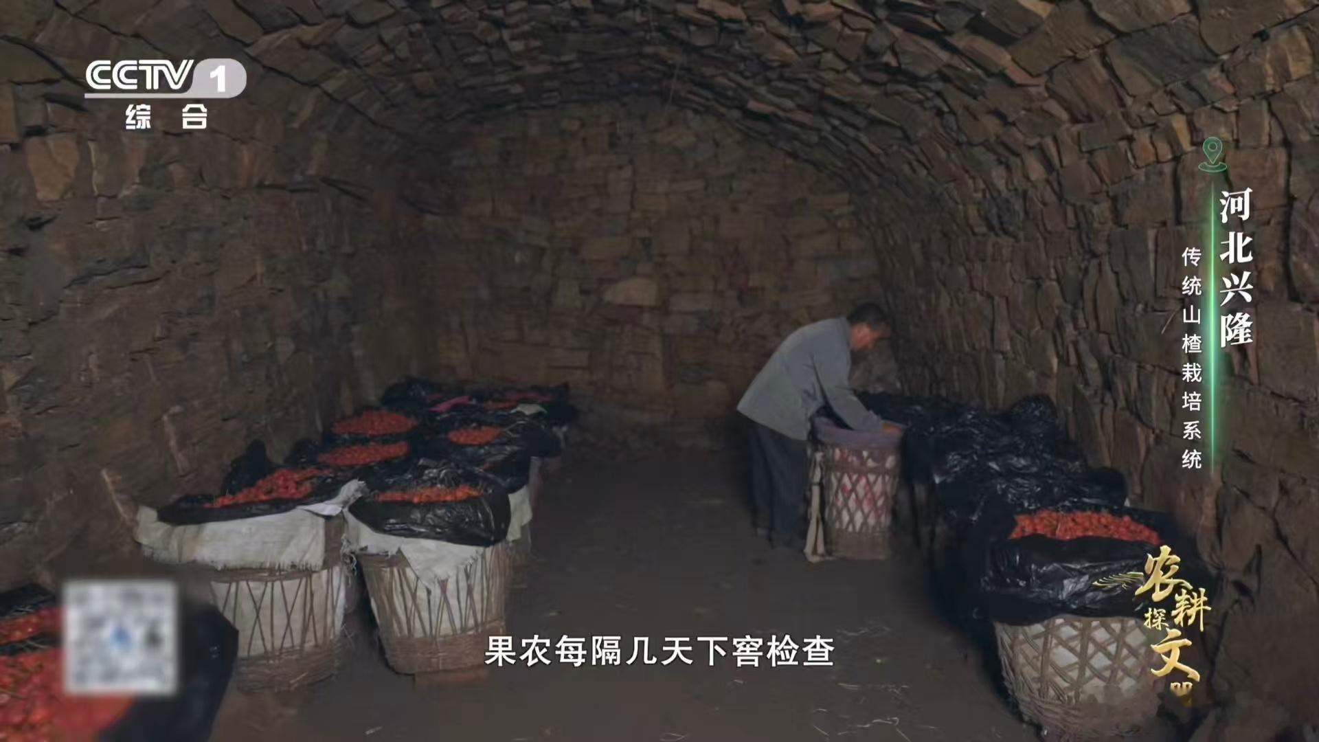 山楂变甜前要闭关数月 山楂变甜的秘诀藏在窖藏里！呼吸放缓后淀粉悄悄转糖，这就是窖