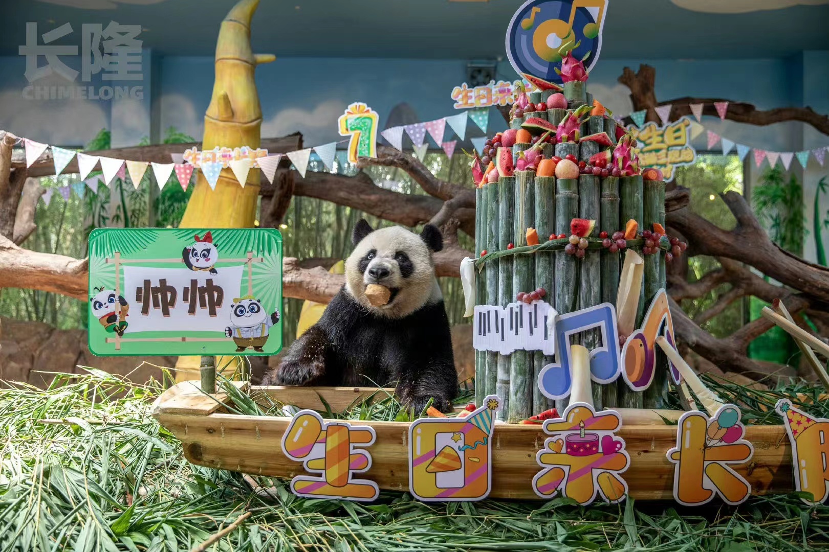 #全球齐贺熊猫三胞胎生日# 在长隆生活的熊猫宝宝真的好幸福啊，看看“萌帅酷”的生