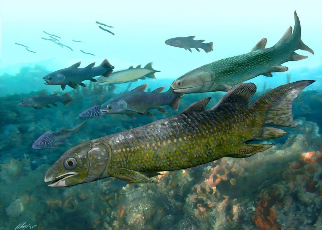 乌蒙大地添奇事！云南昭通又出名了！近日在当地发现的距今4.1亿年前的鱼化石引人关