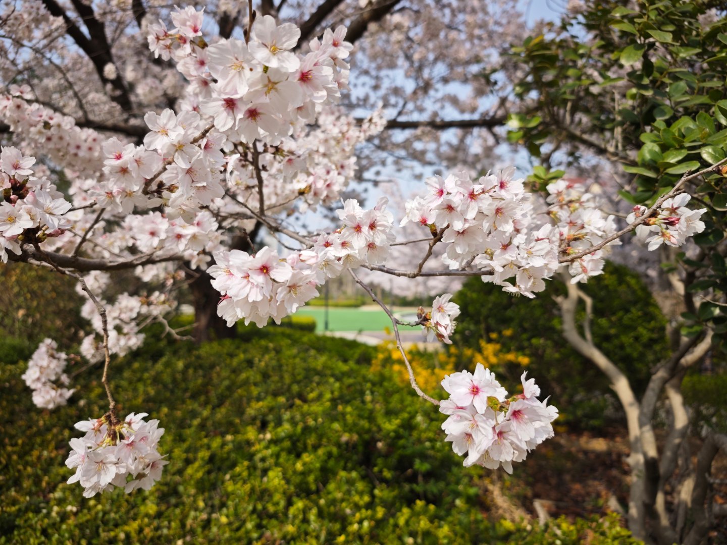 春天春天～春天好好画