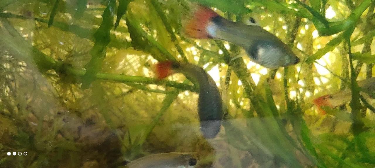 网购了一批孔雀鱼，25条，刚买来的时候有2厘米左右，养了一个多月，长到3厘米左右