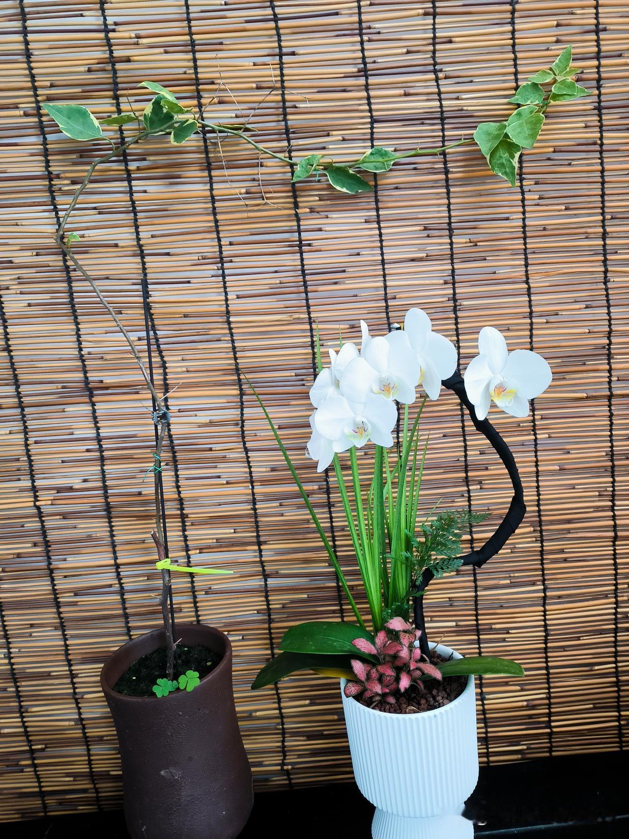 虽然我拍照技术不咋滴，但养花我是认真的。
照片中左侧植物叫“小斑叶丽人三角梅”是