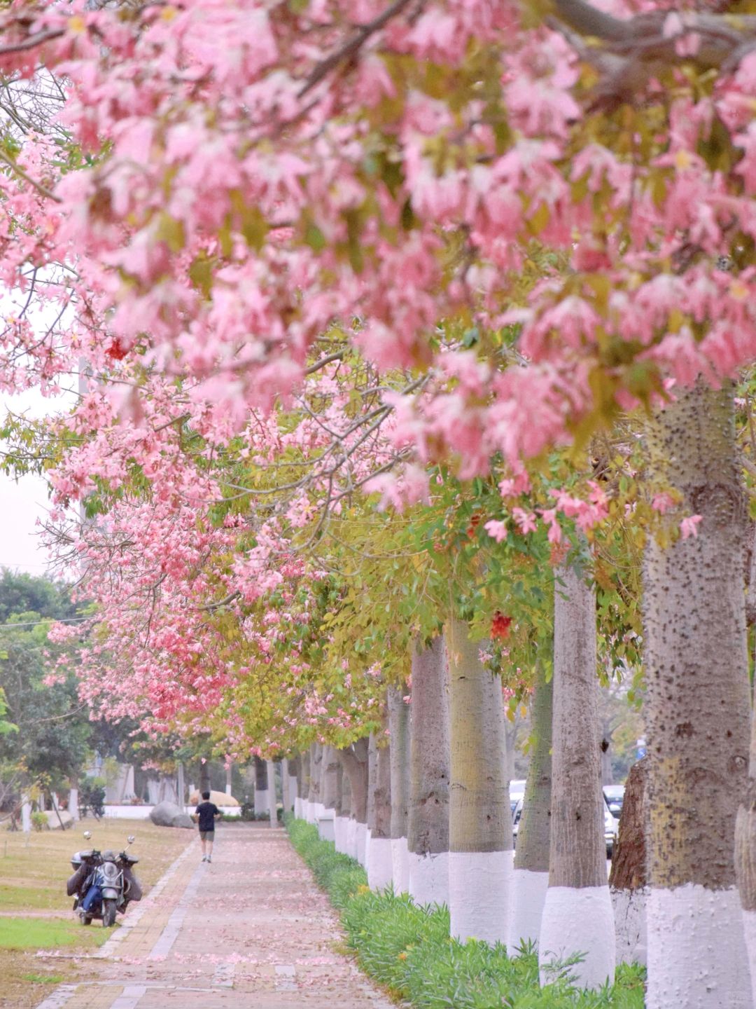 我愿称之为【泉州异木棉】最美的一条路🌸