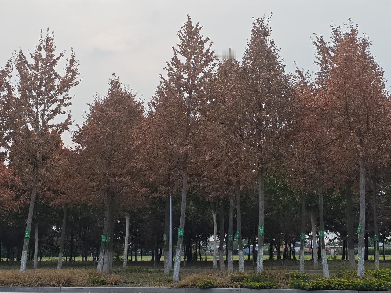 今年路边的银杏叶树🌲这是怎么了？给树挂上了吊瓶还有用吗[恐惧]！