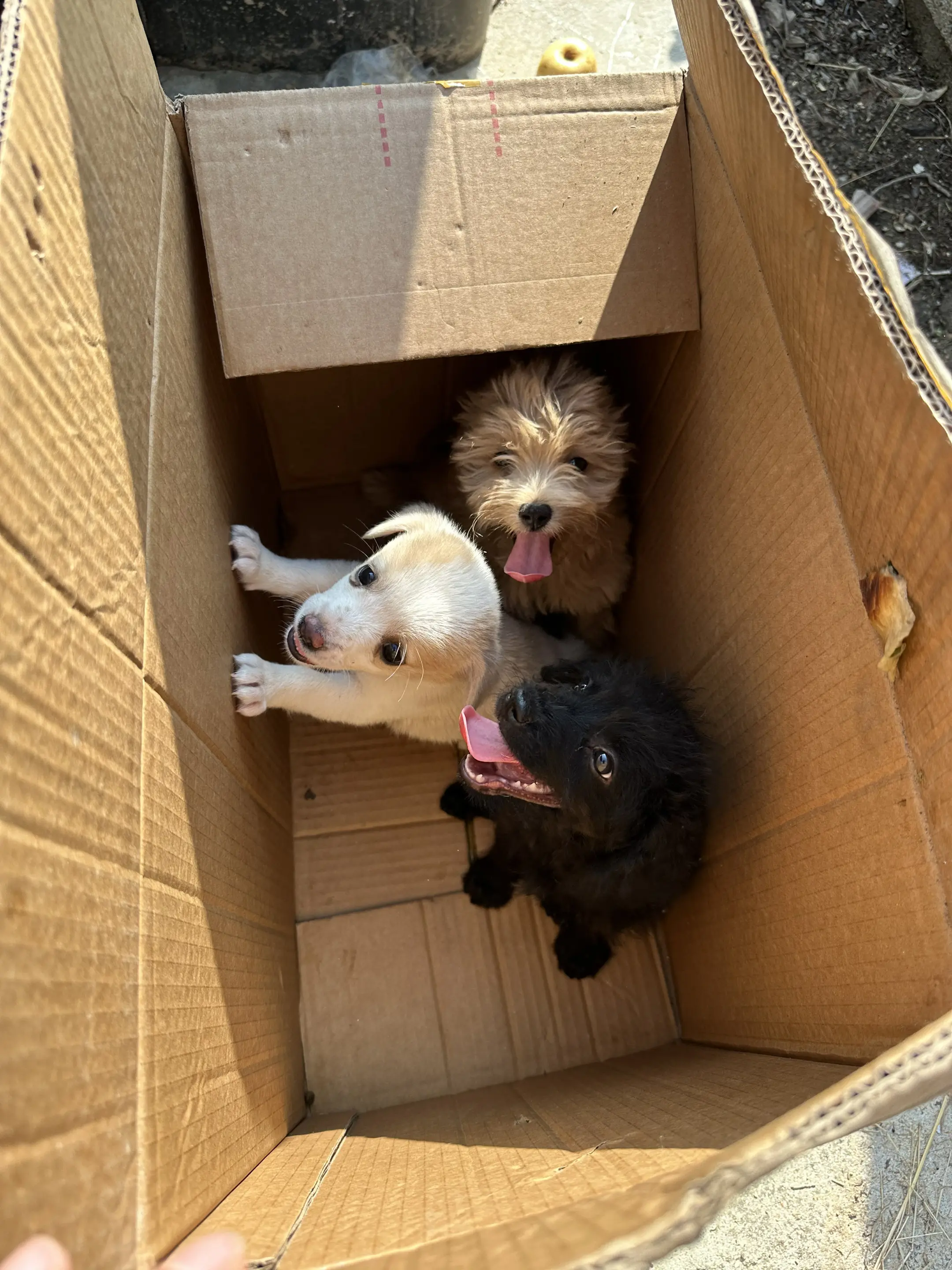 可怜的小狗狗被丢在垃圾桶旁边，快要热死了