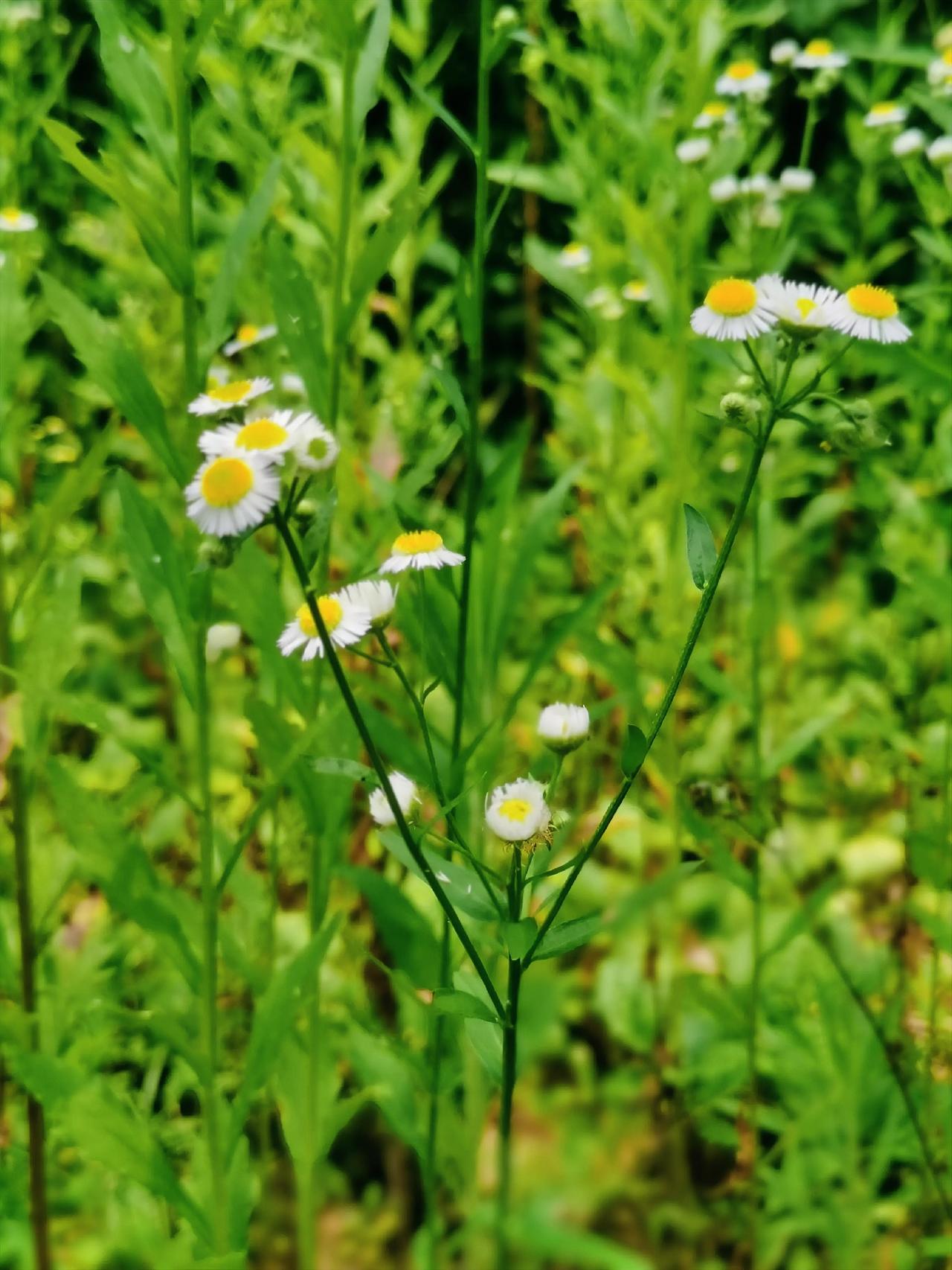 夏风漫过田间地头，
野菊花铺得遍地都是。

它不比温室里的名花金贵，
没有精心培