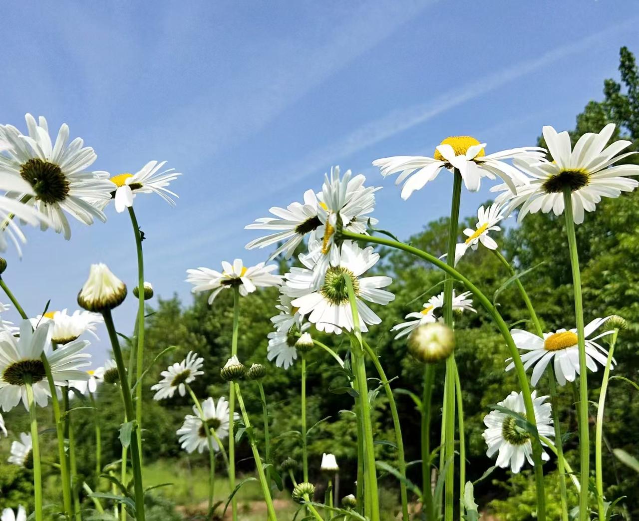 清明假期，祭拜曾经认识的老英雄，更能表达崇高敬意。
清明假期最后一天，去南京普觉
