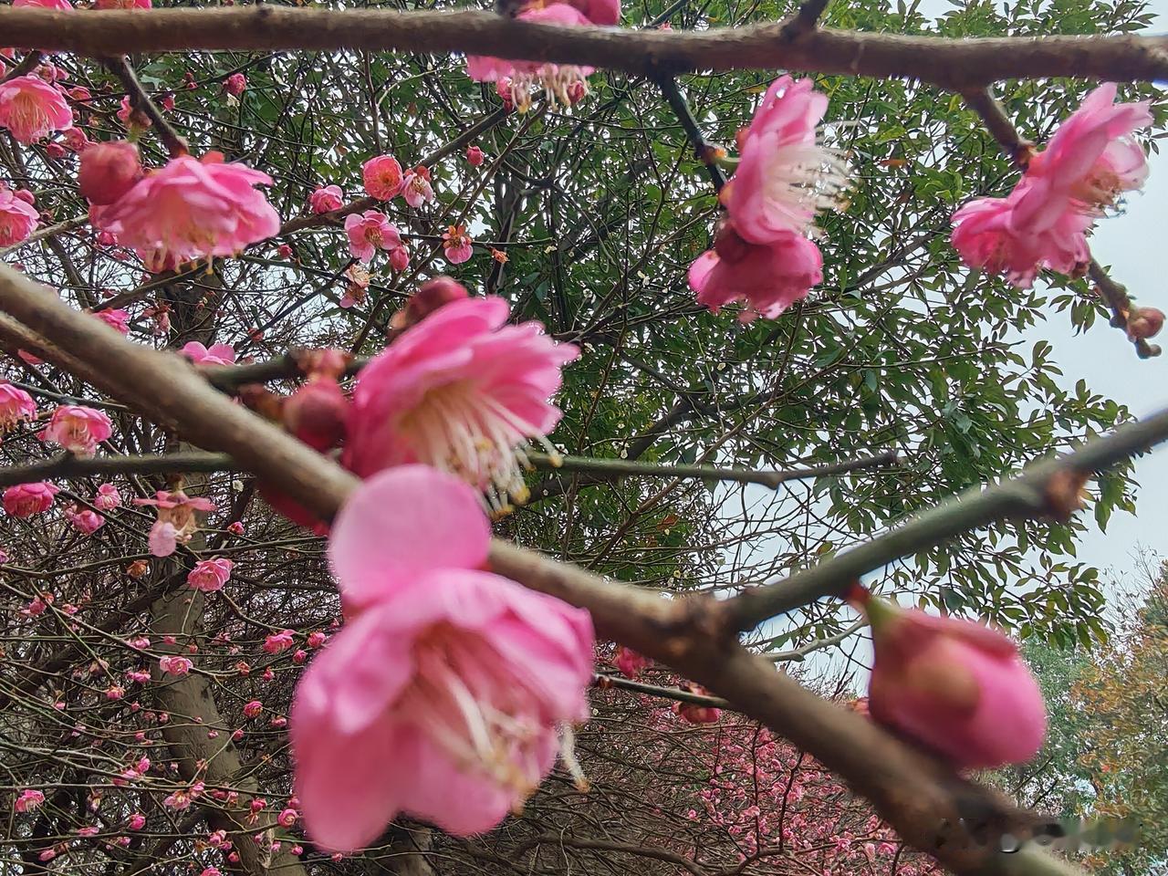 现在是梅花、茶花盛开季节，昨天下午阴雨天，拍下一组照片，保留一下记忆。