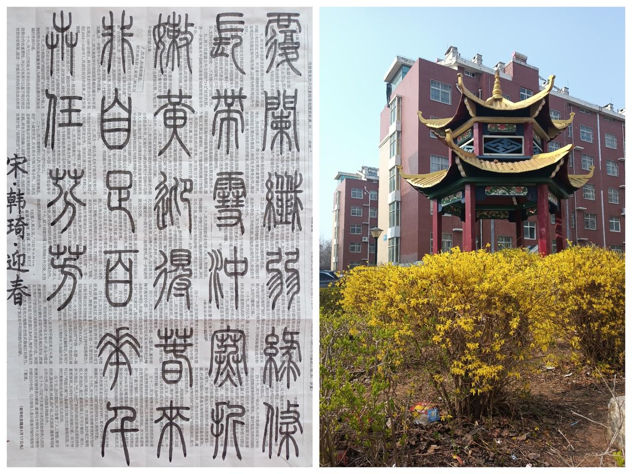 书法练习打卡，篆书宋朝韩琦诗，“迎春”。诗曰：覆阑纤弱绿条长，带雪冲寒折嫩黄。迎