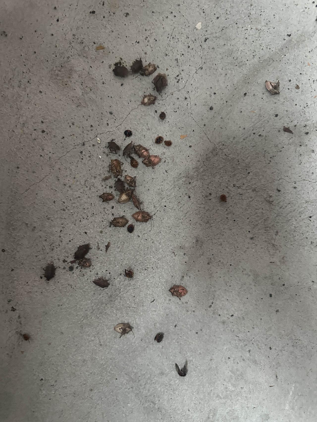 经过杀虫剂的一番轰炸，一夜之间，就成这样了，这大概只有农村人才有的烦恼吧？

这