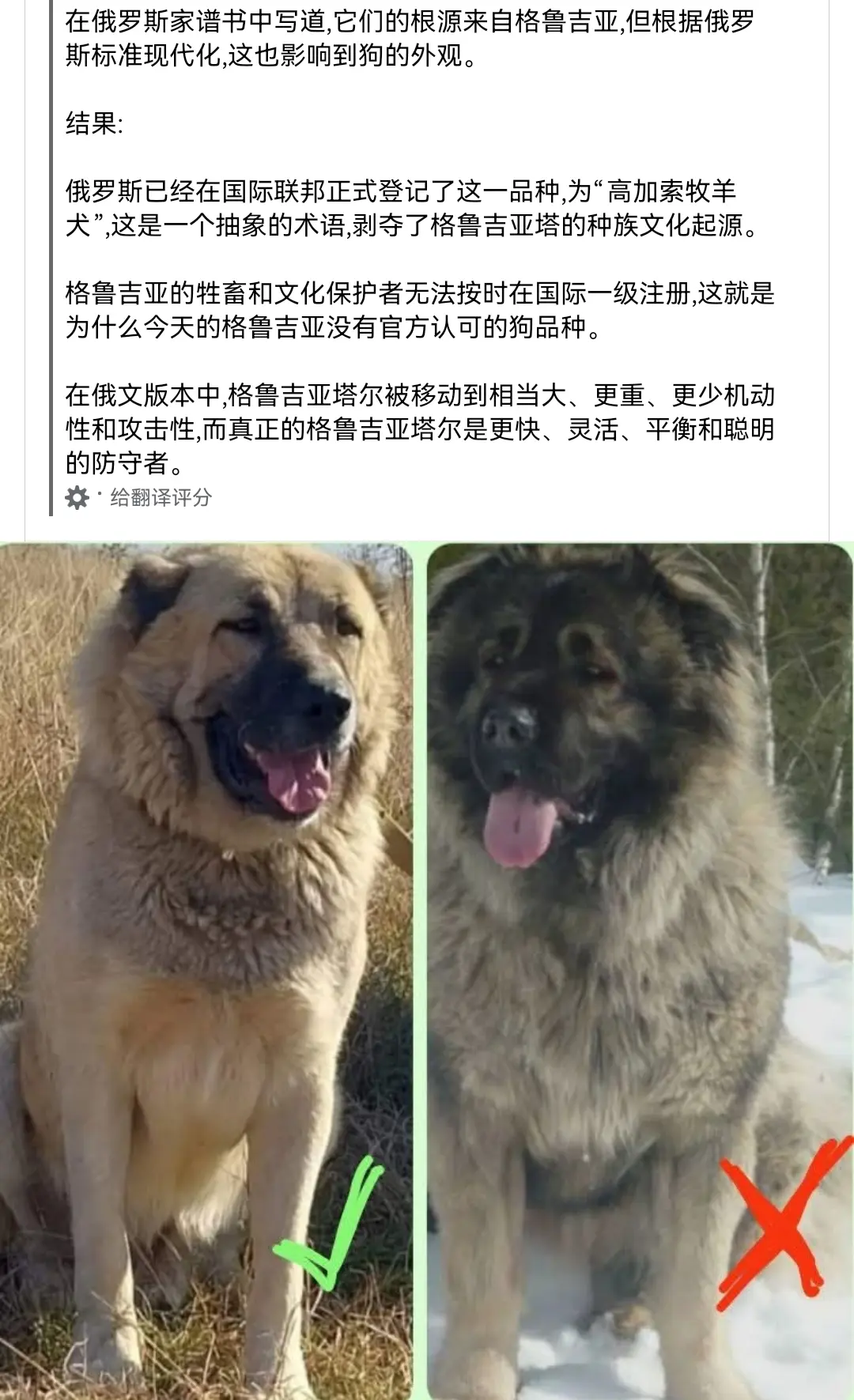 不必太纠结，原生狗（原住民牧羊犬）次原生狗我还是分的清的，高加索牧羊犬...