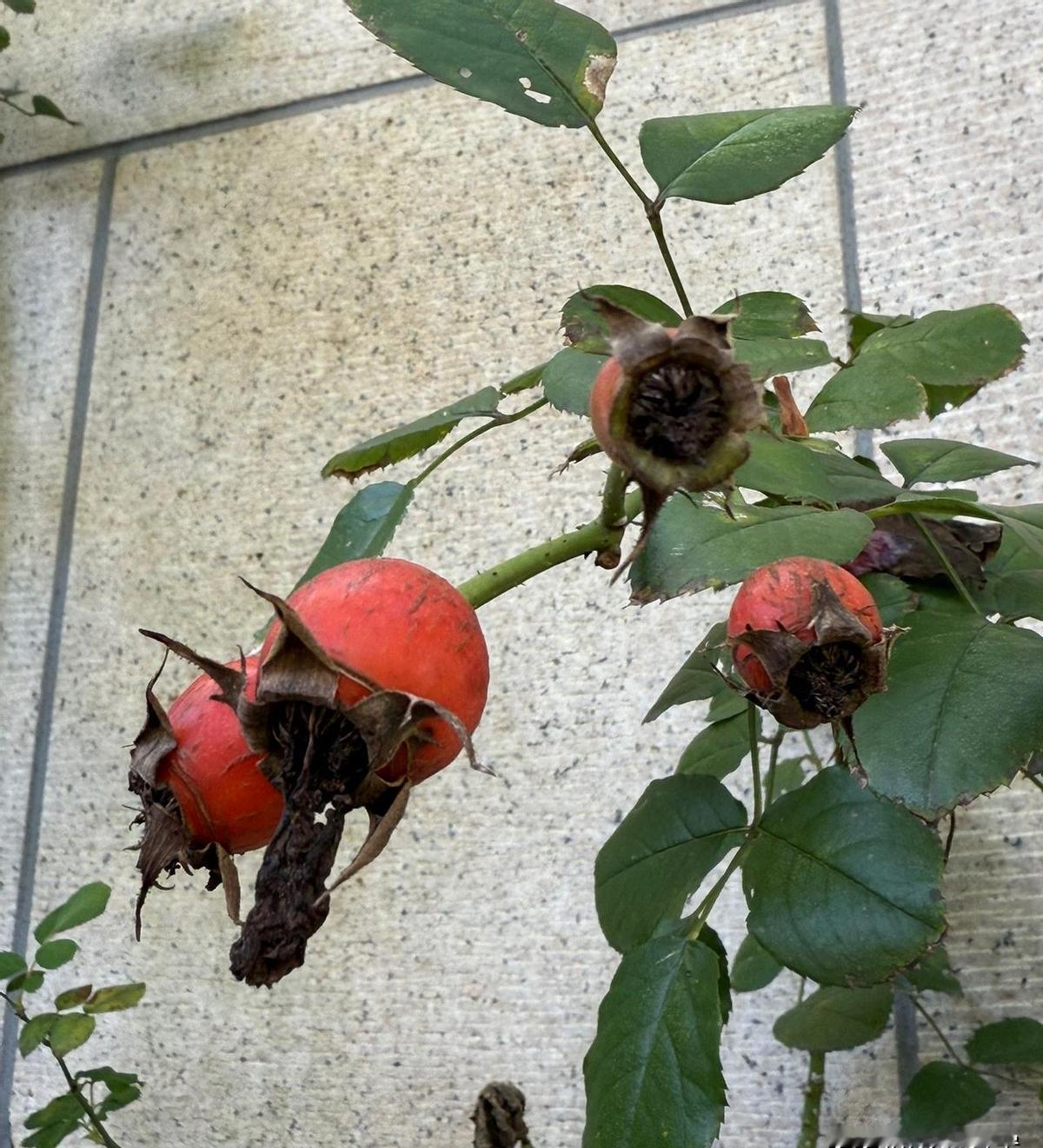 月季结果了？
你可能没见过，但真好看！
红得像山楂，拳头大小，挂满枝头。
别急着