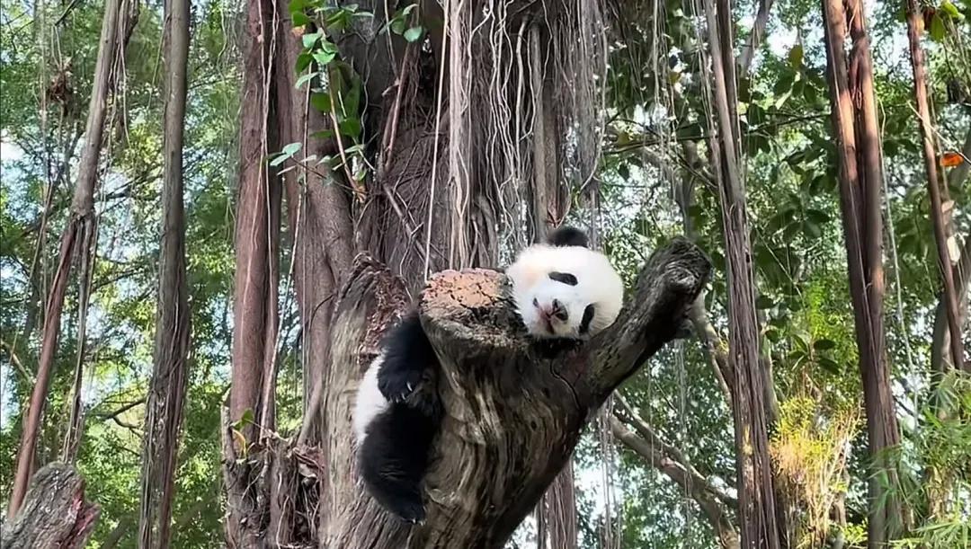 妹猪化身“长隆高空守护者”！
在树上足足挂了三小时，愣是没打算下来的意思！

这