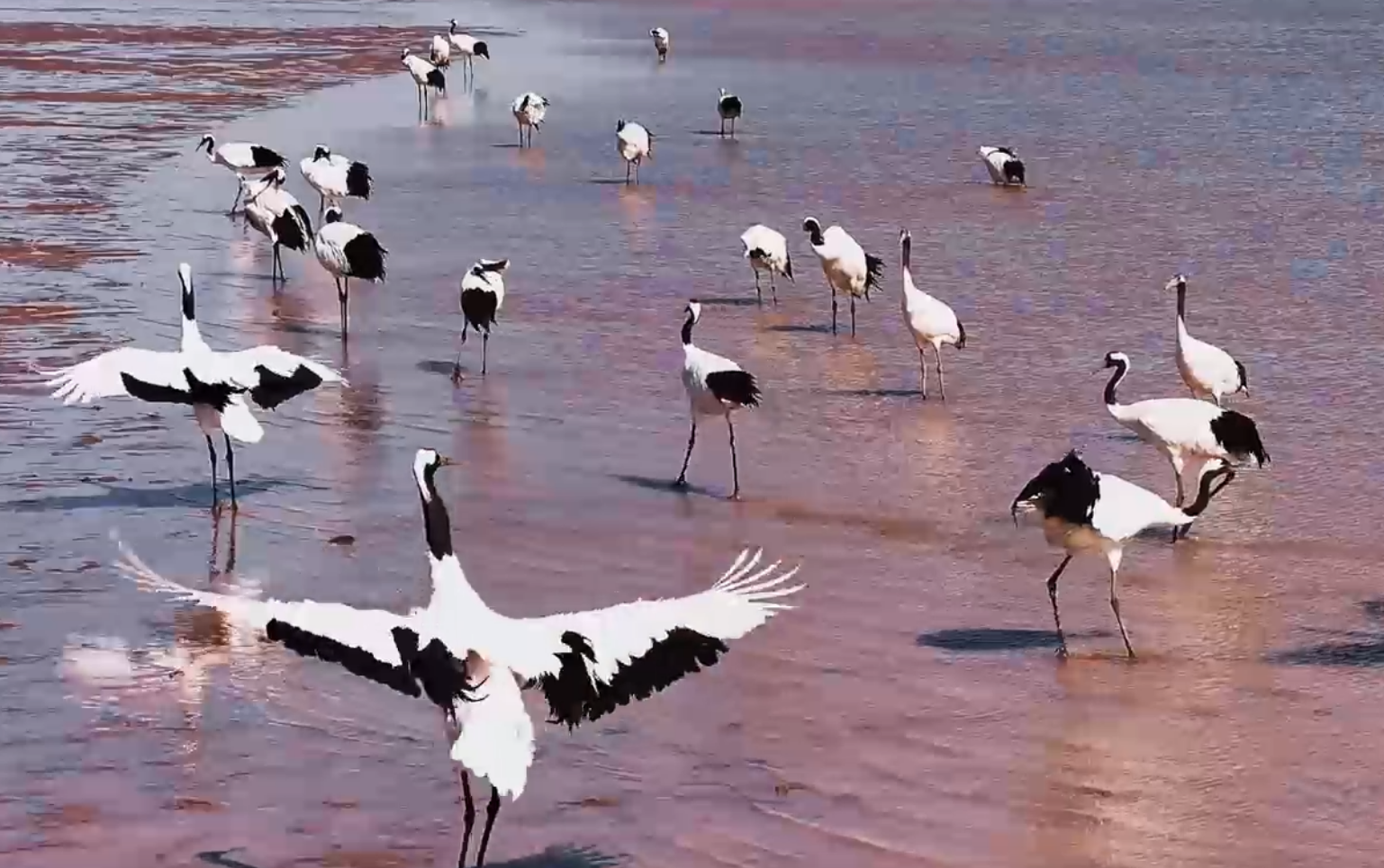 探寻沿黄九市的美景美食和文化密码，邂逅一场“山东式浪漫”