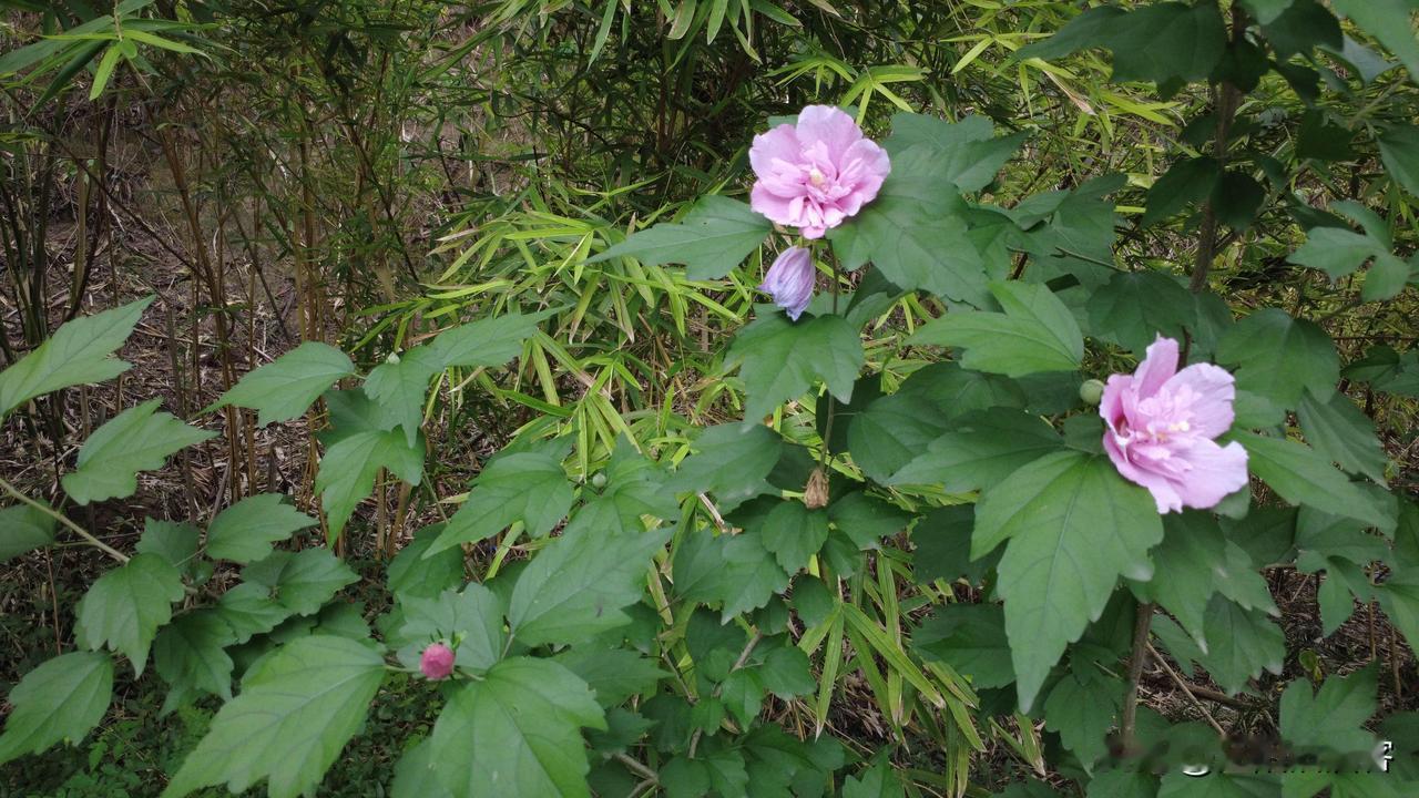 我没有修图也不用滤镜，美丽的花朵不需要这些，比如这几朵开在泸州不起眼的路边的木槿