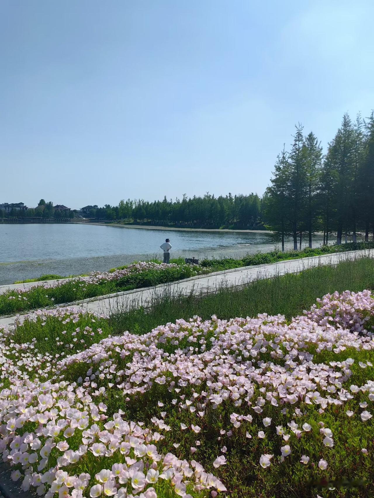 晒图笔记大赛蓝天、湖水、花海，还有远处那个安静的背影，这画面看着也太治愈了！风吹