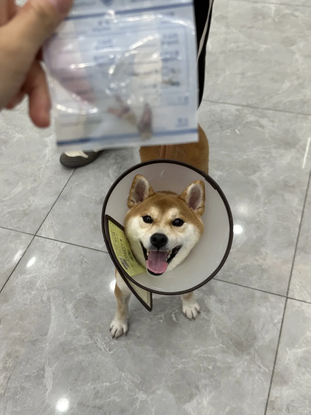 左滑看小狗出院